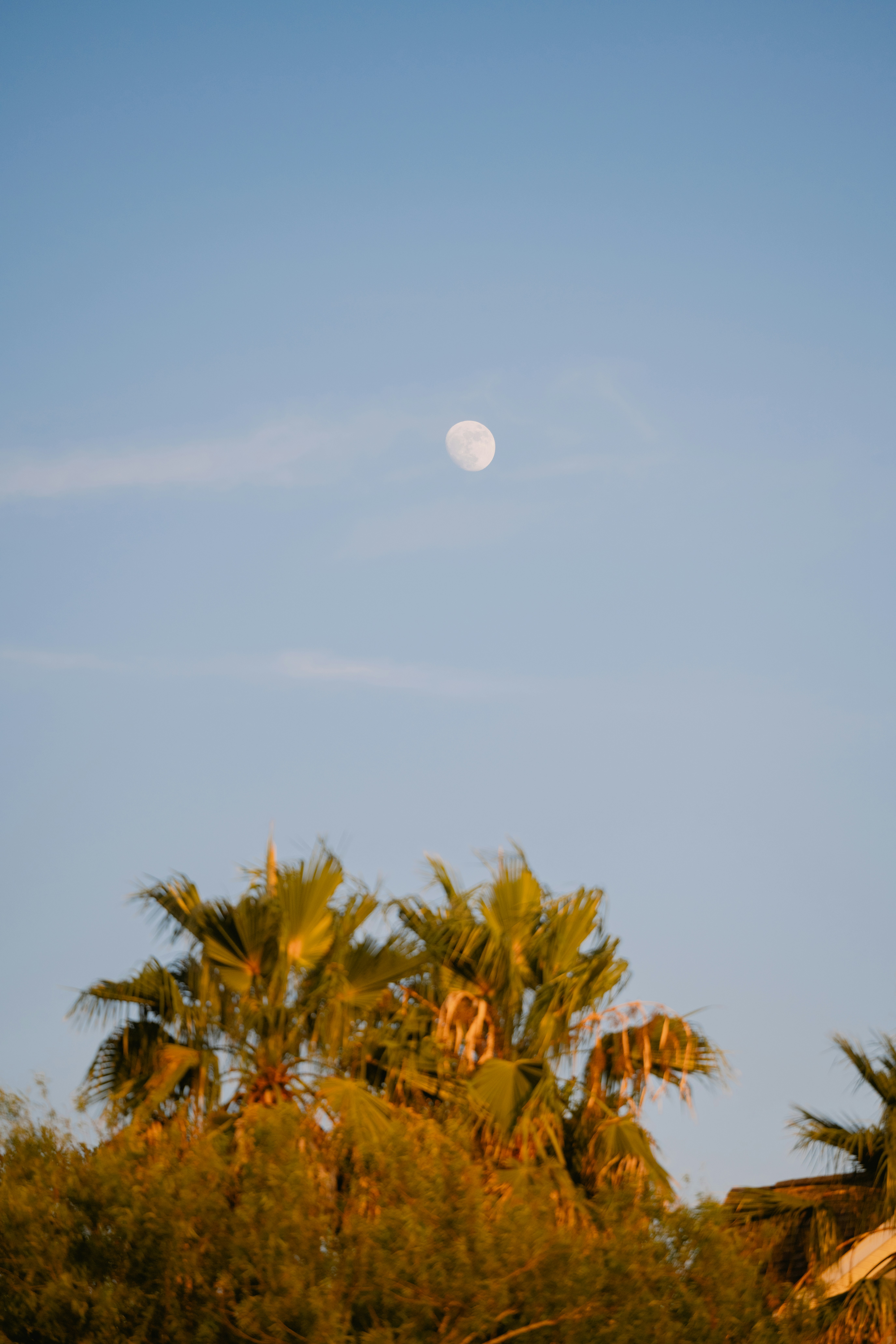 waxing gibbous moon in a bright daytime sky with wispy clouds and a skyline of green palm trees