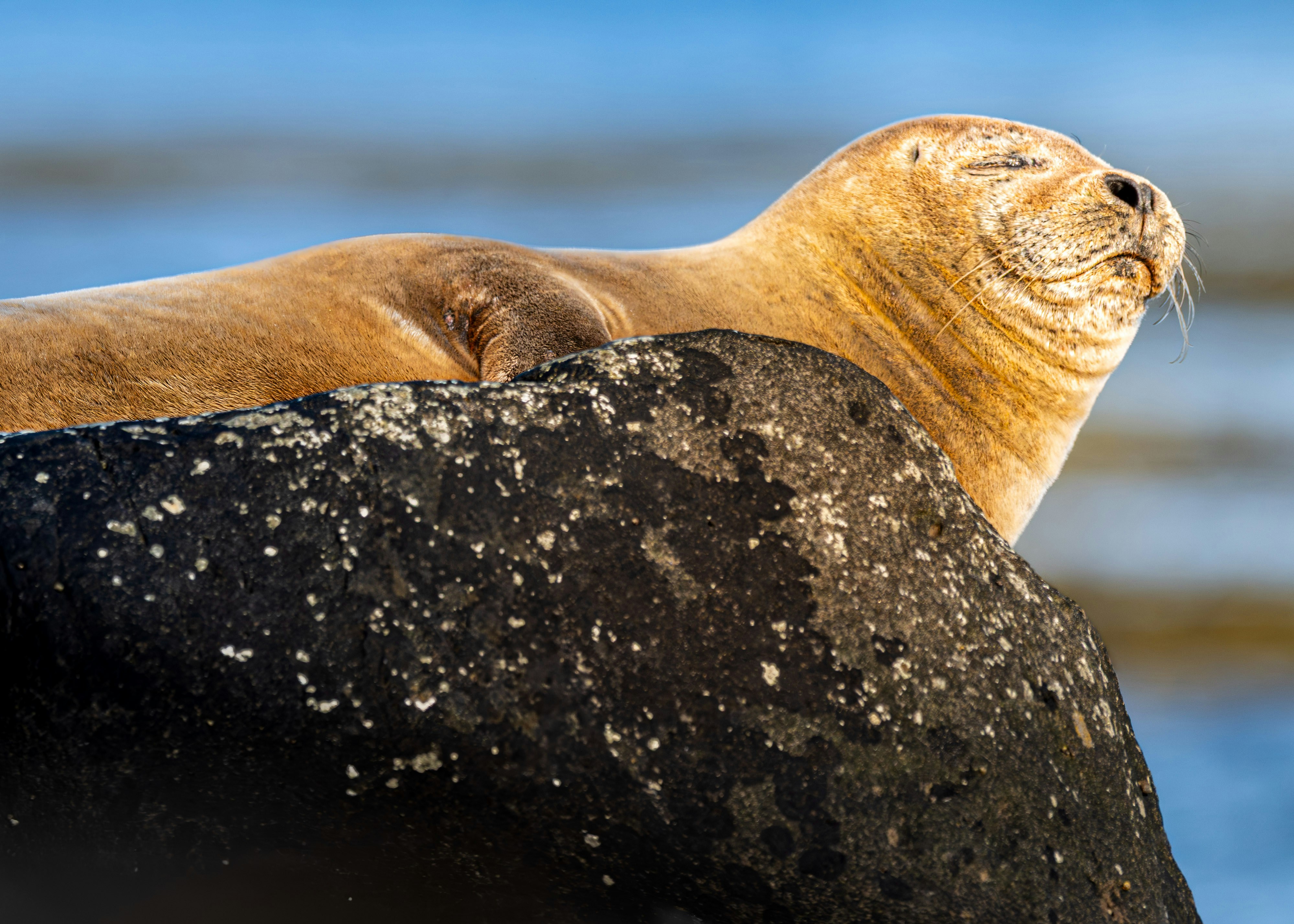A seal rests on a rocky surface.