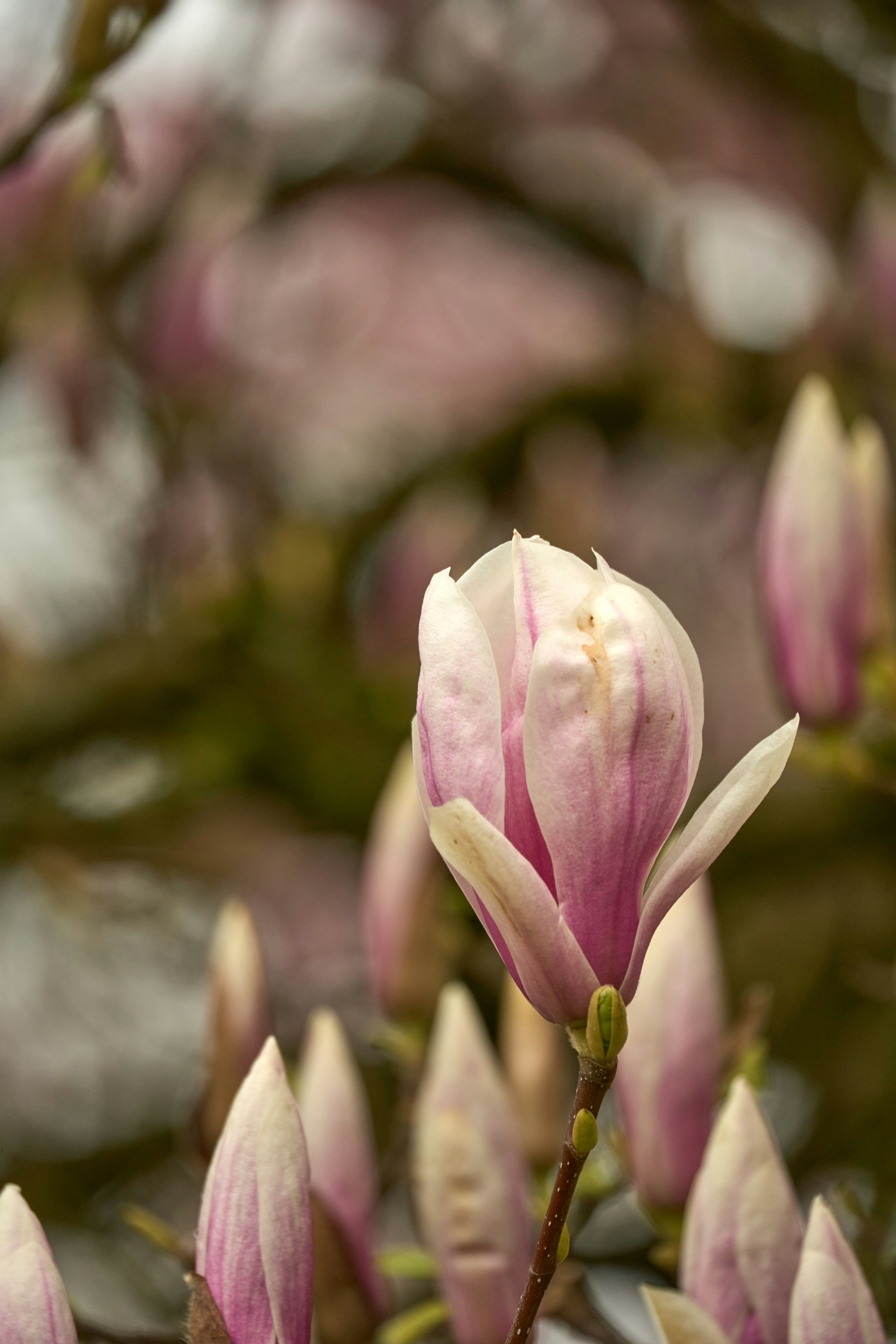 Photo by wolfgang_hasselmann