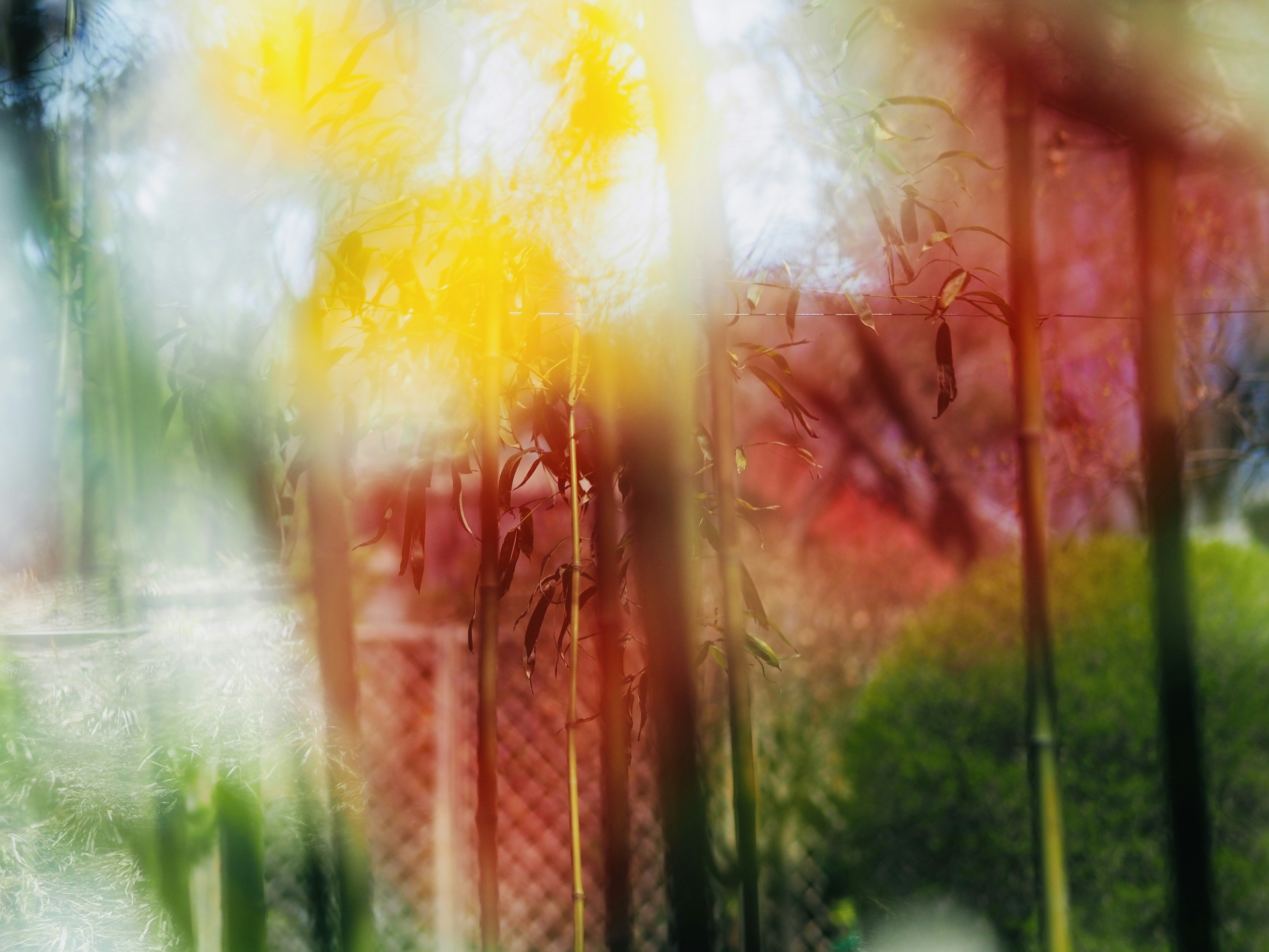 Photo by mianmian1997