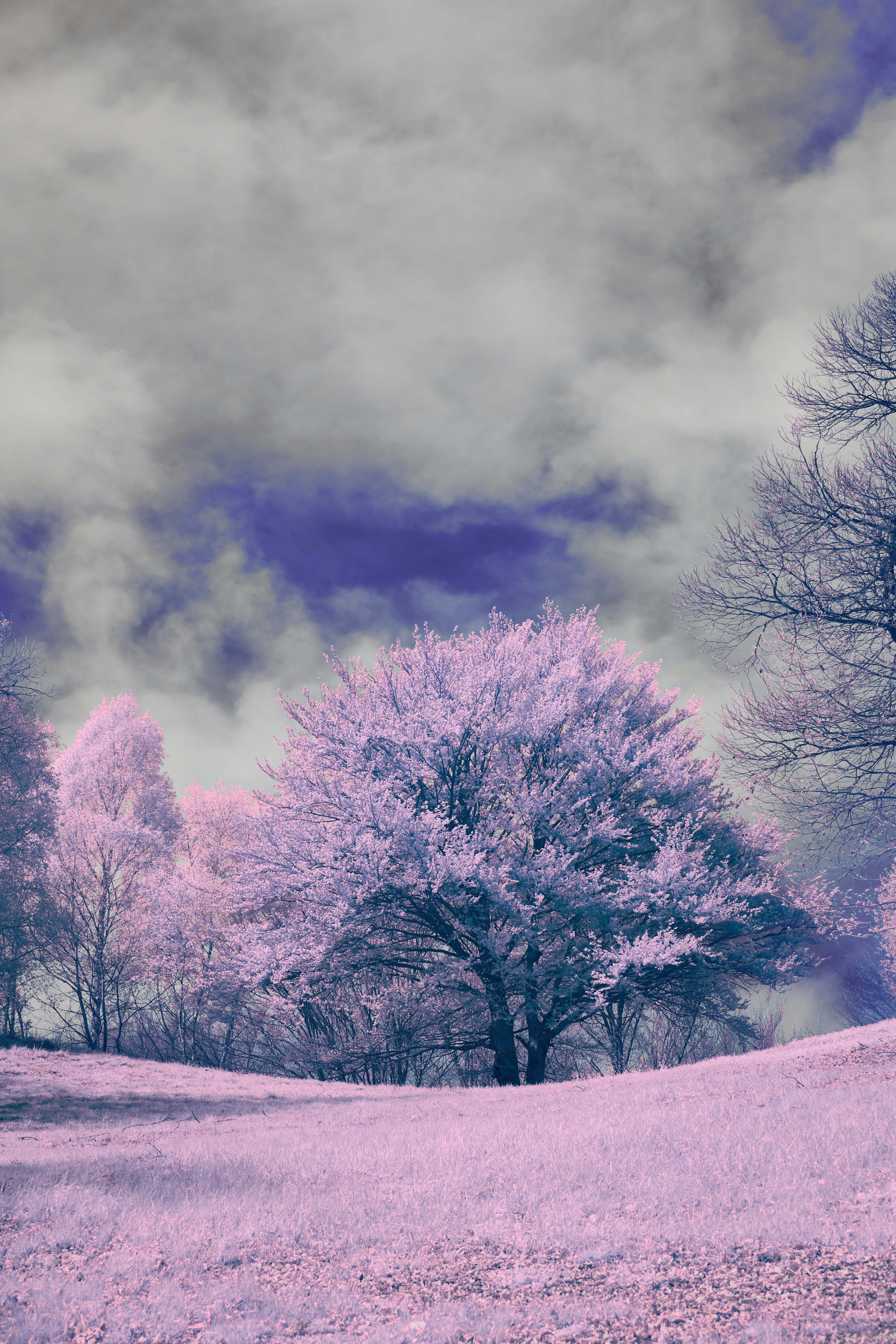 Photo by wolfgang_hasselmann