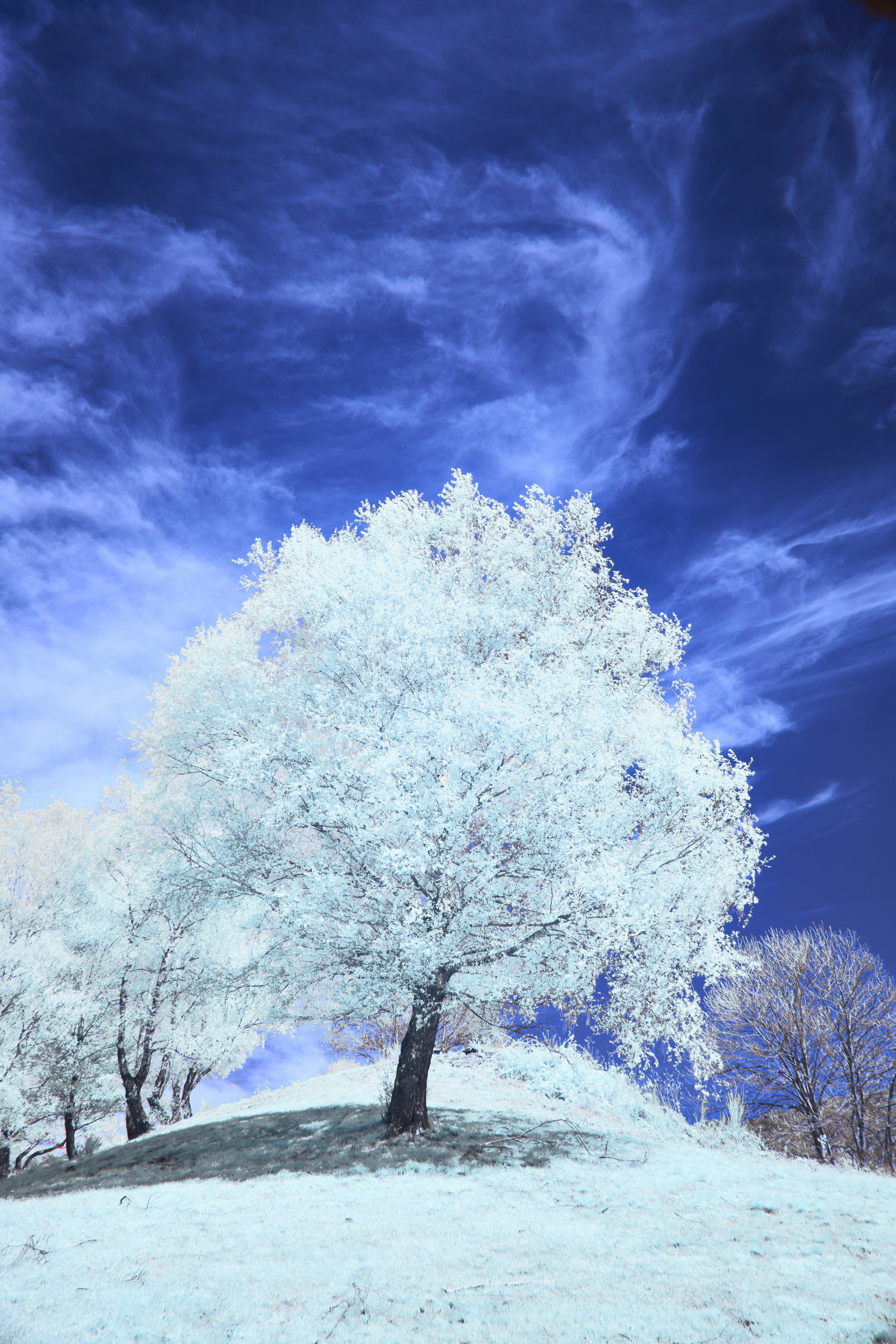 Photo by wolfgang_hasselmann