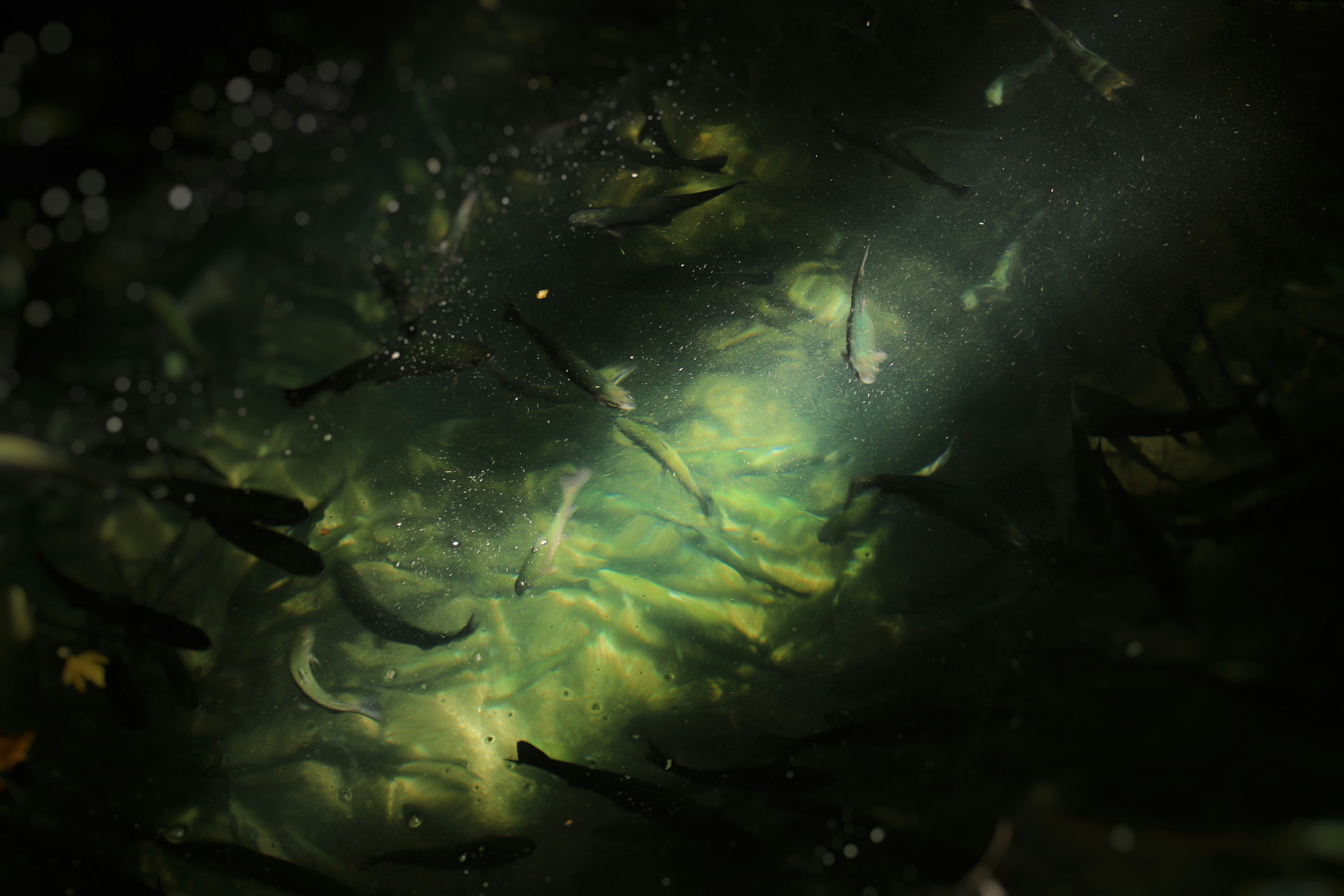 Photo by bingus_pngg