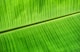Banana Leaf