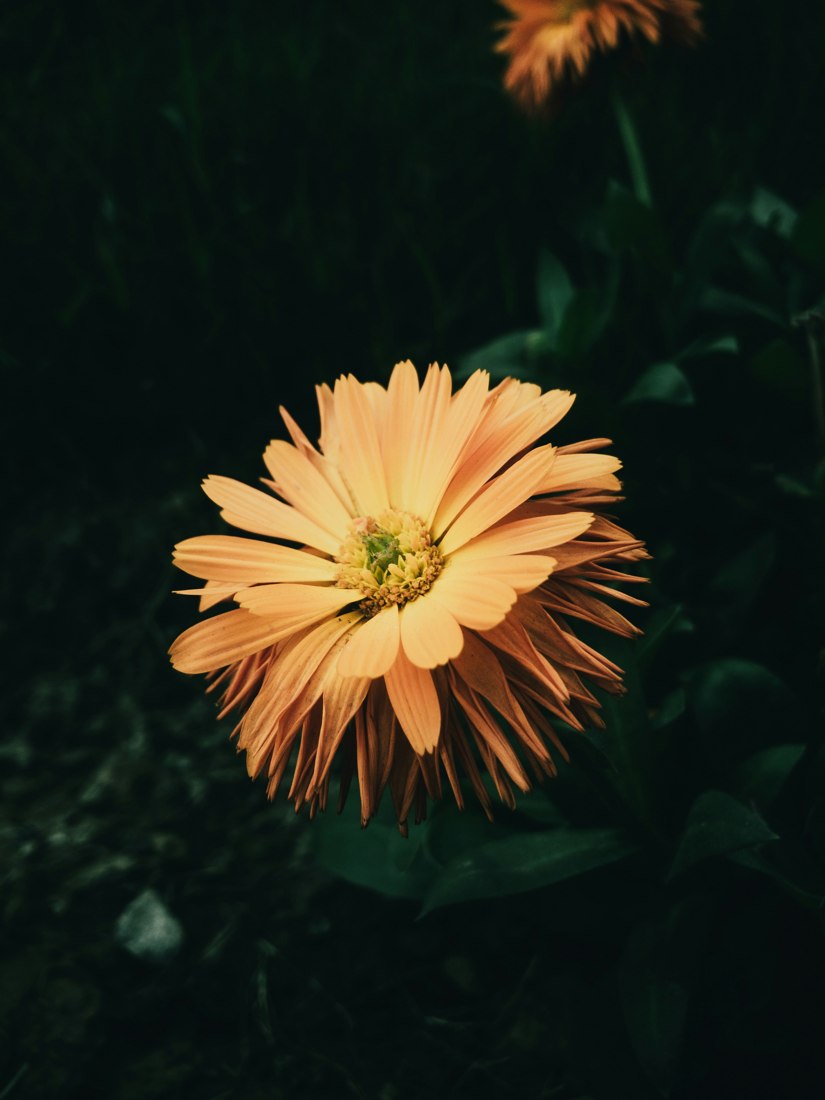 Photo by amritanshdubey