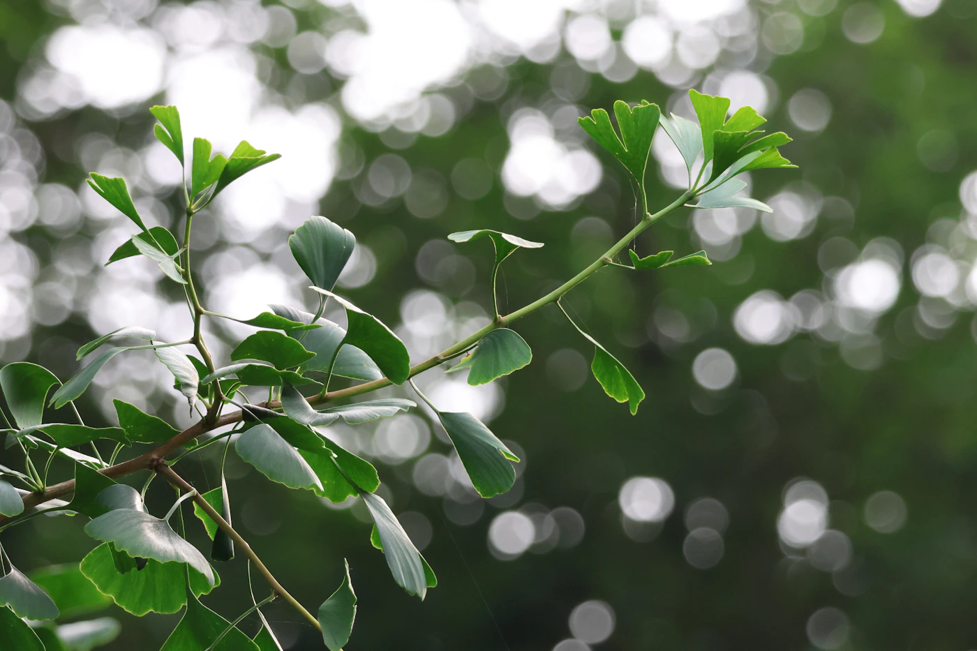Green ginkgo biloba leaves