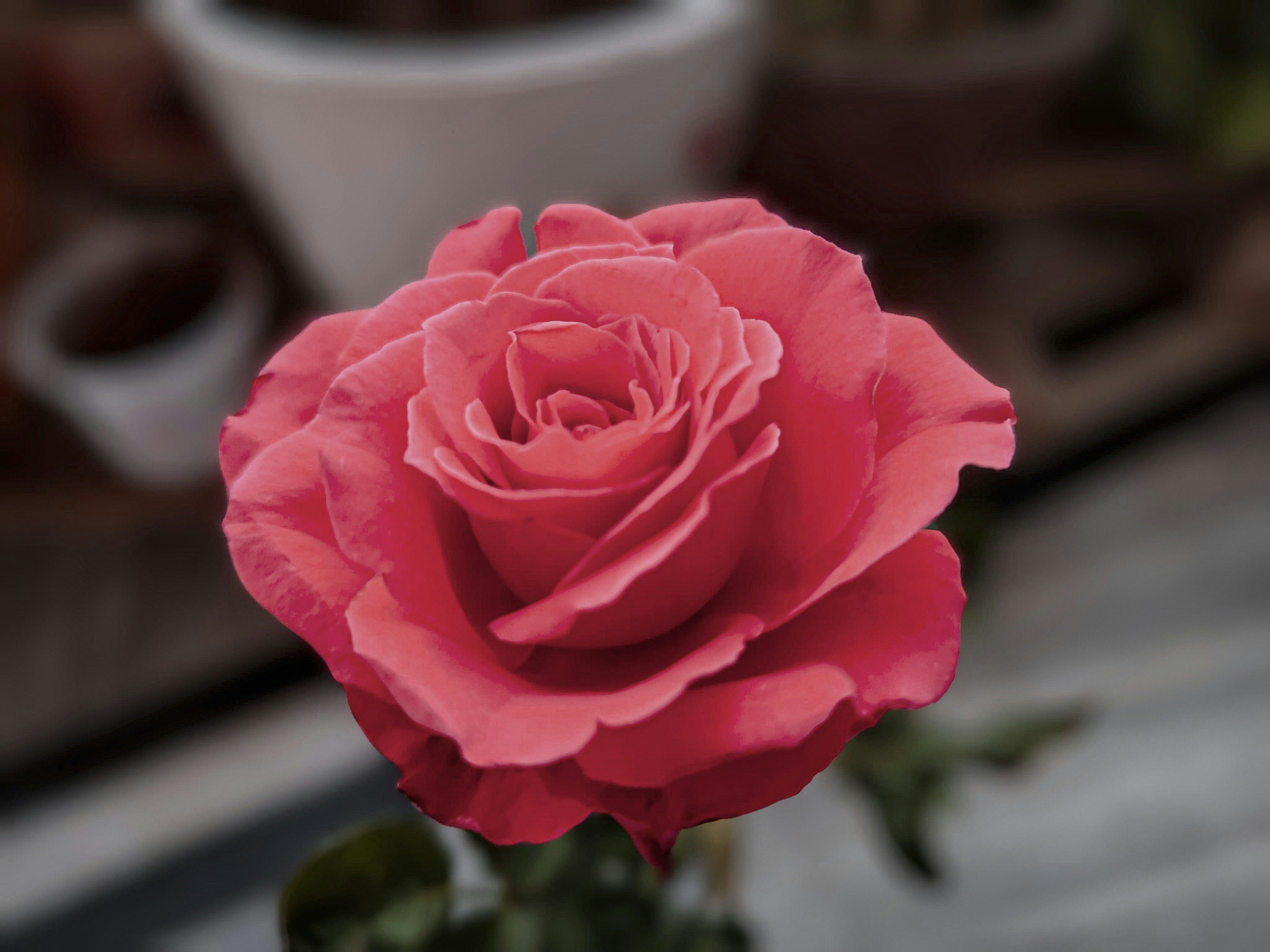 Photo by forever_knight