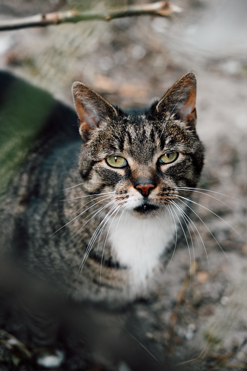 A close-up portrait of a tabby cat