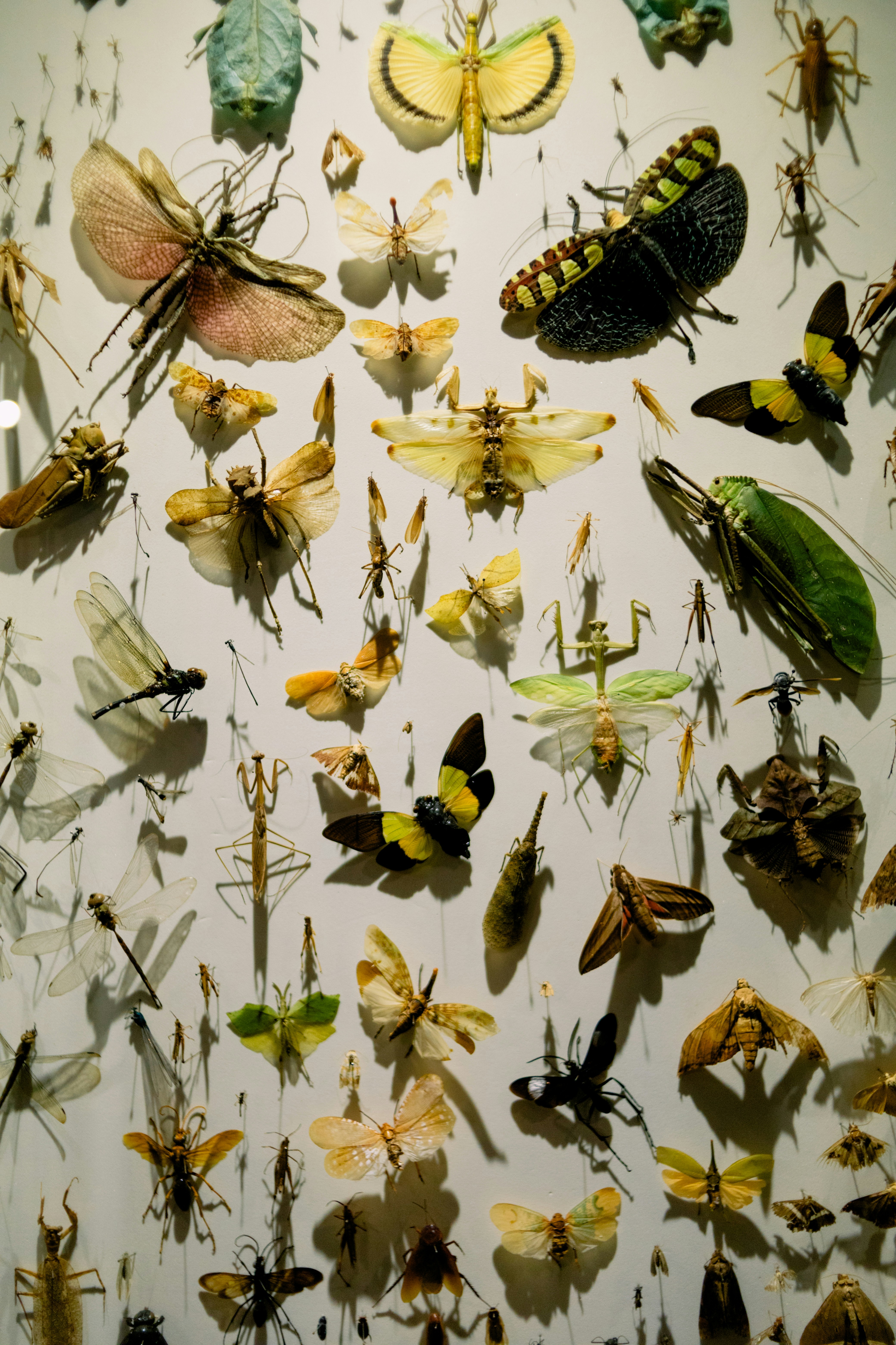 Verschiedene Insekten und Schmetterlinge auf einer weißen Wand.