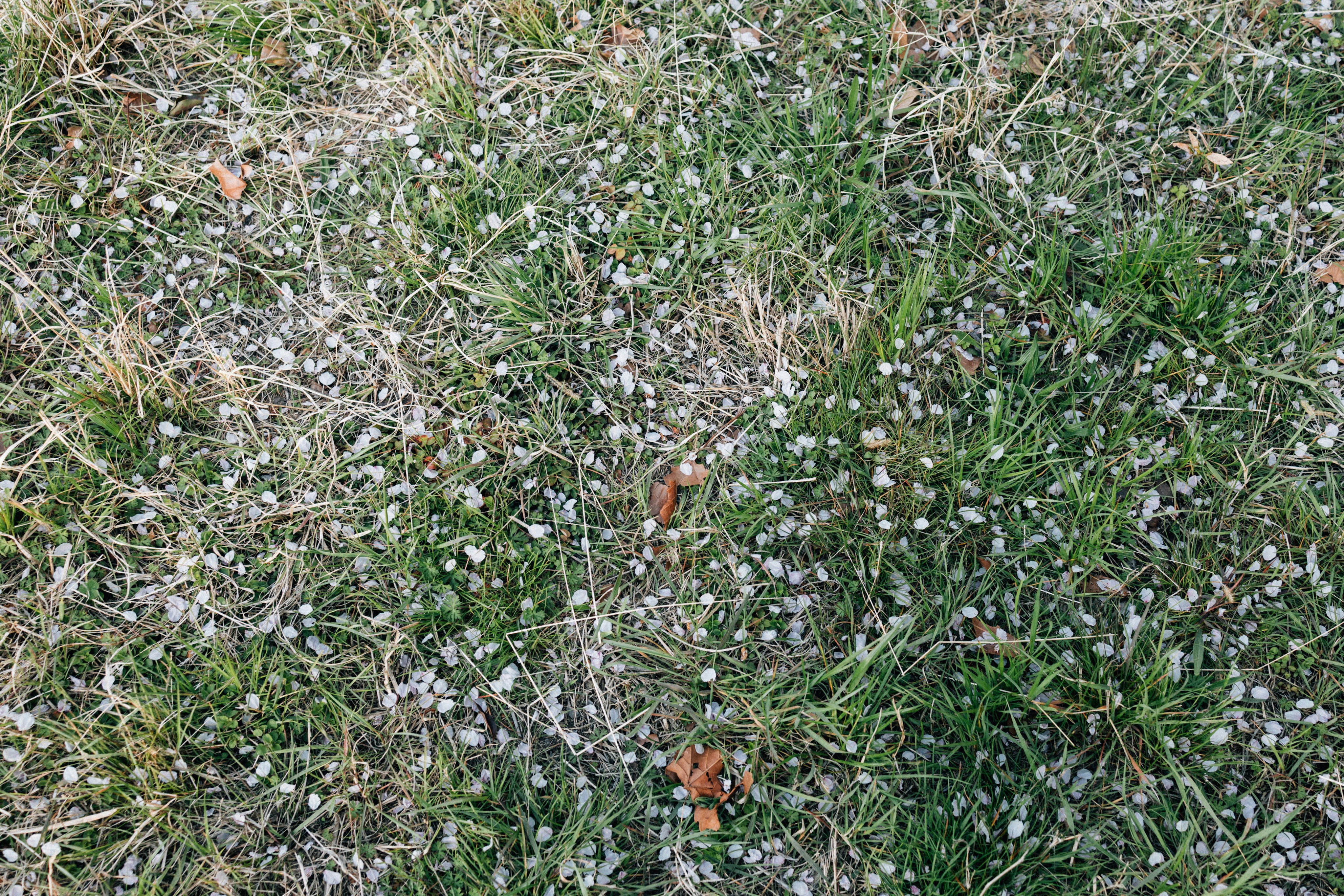 Photo by tsuyoshikozu