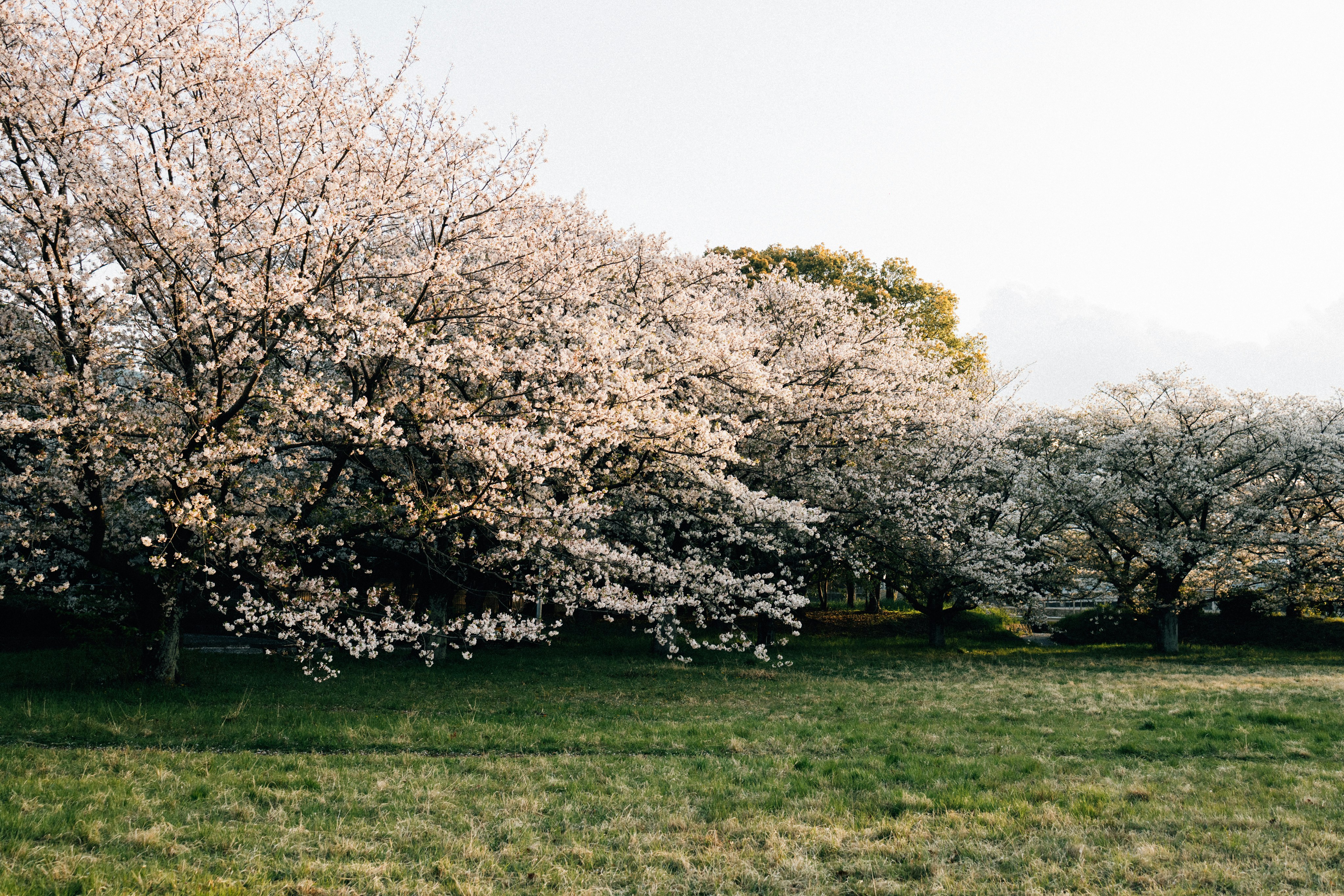 Photo by tsuyoshikozu