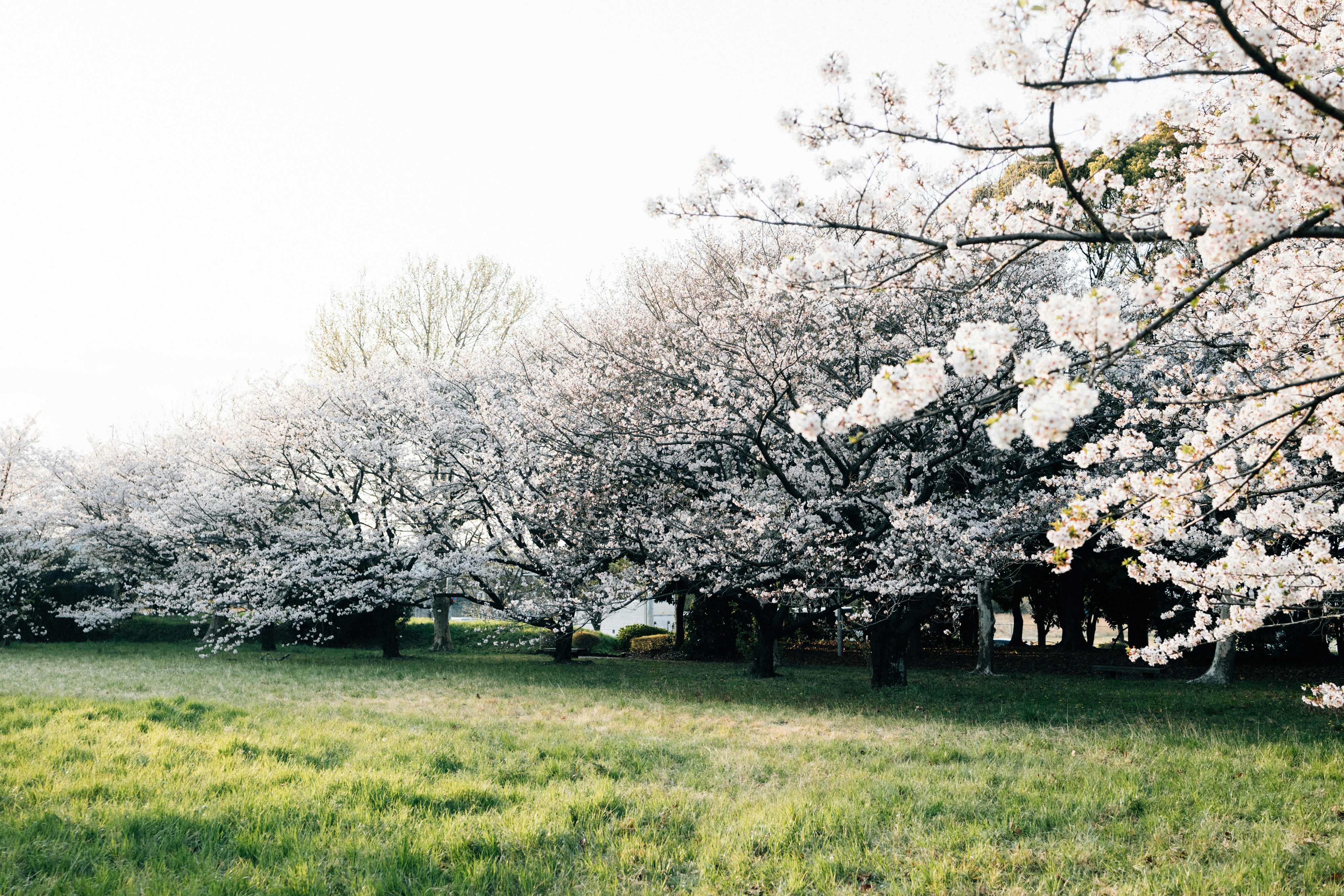 Photo by tsuyoshikozu