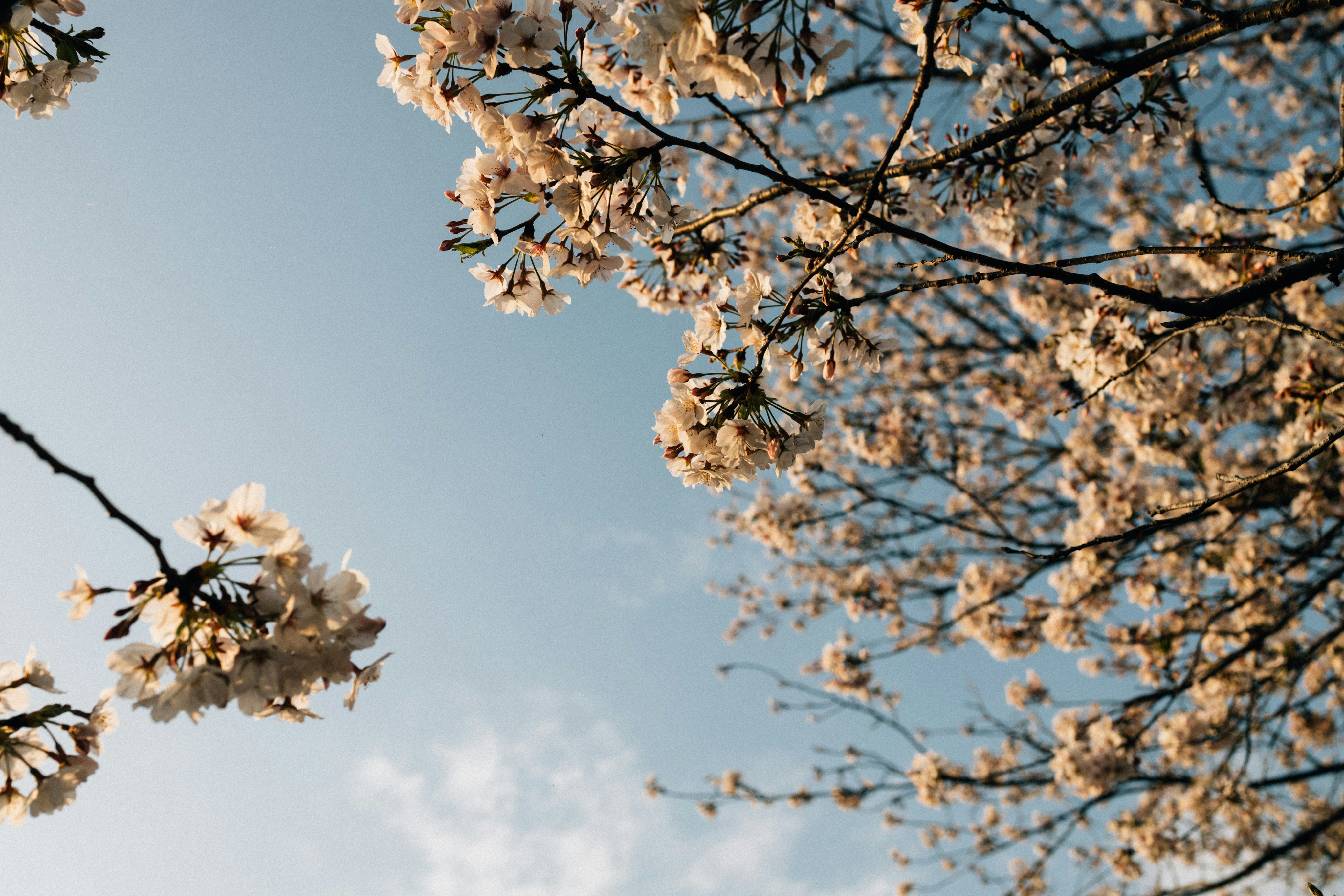 Photo by tsuyoshikozu