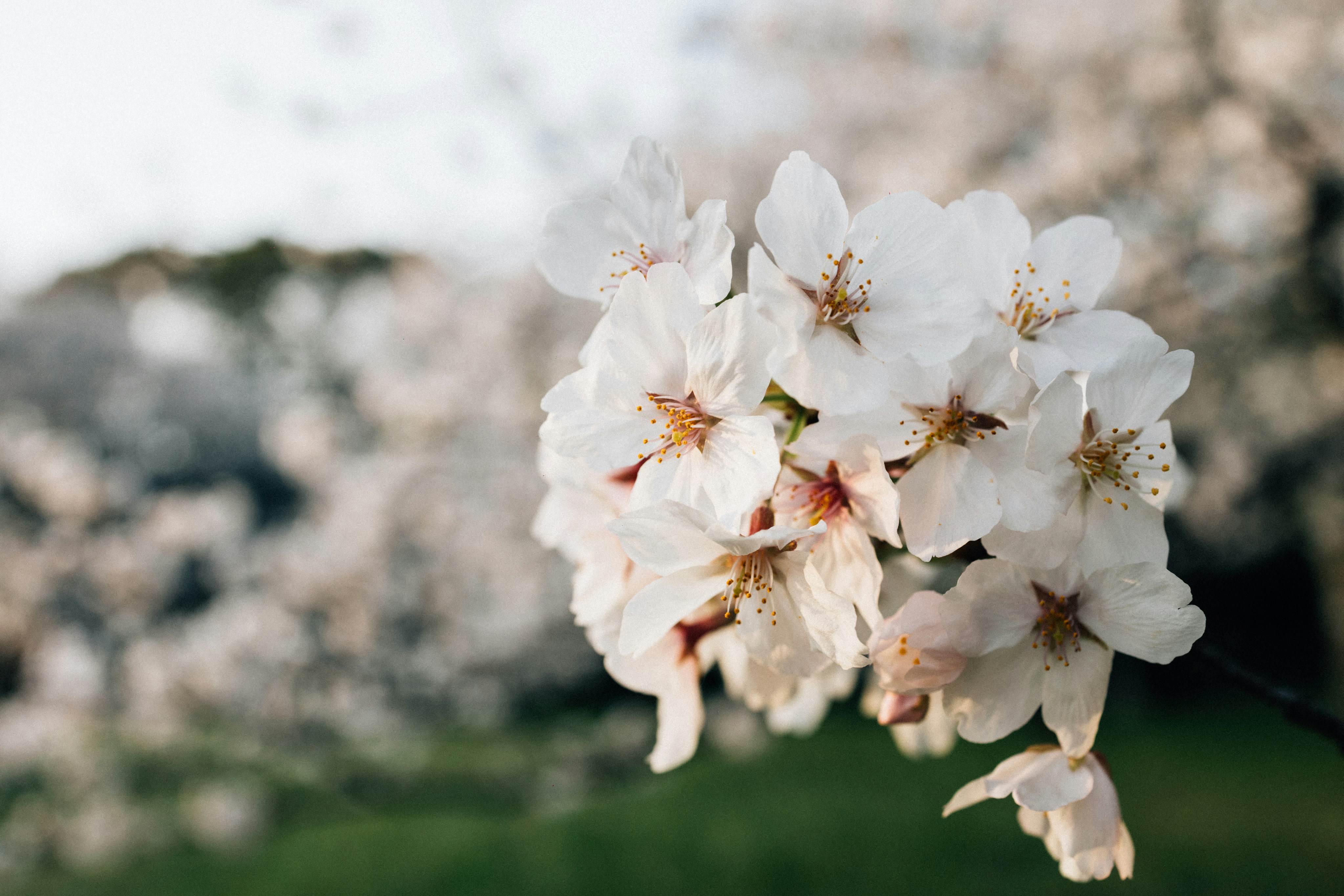 Photo by tsuyoshikozu