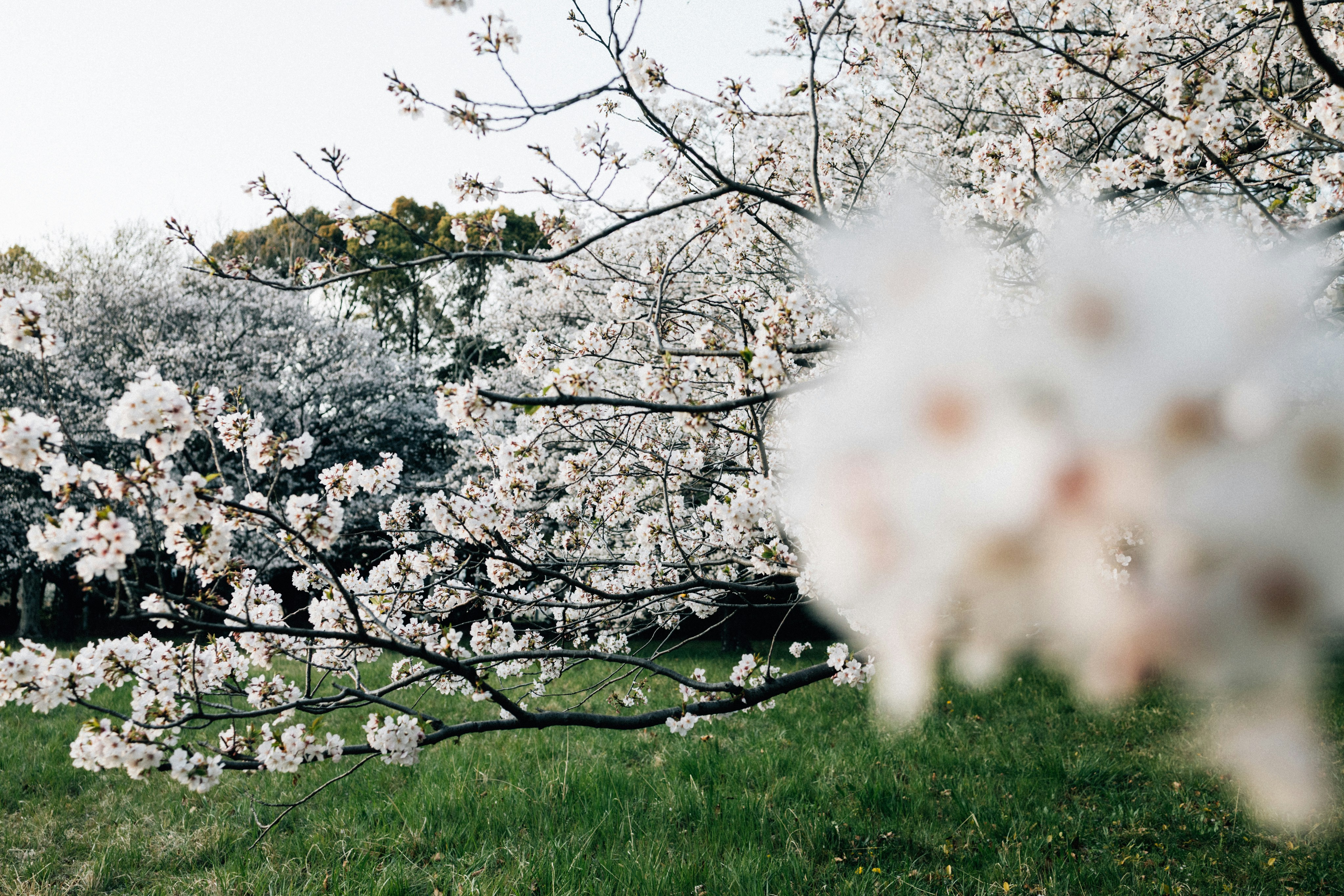 Photo by tsuyoshikozu