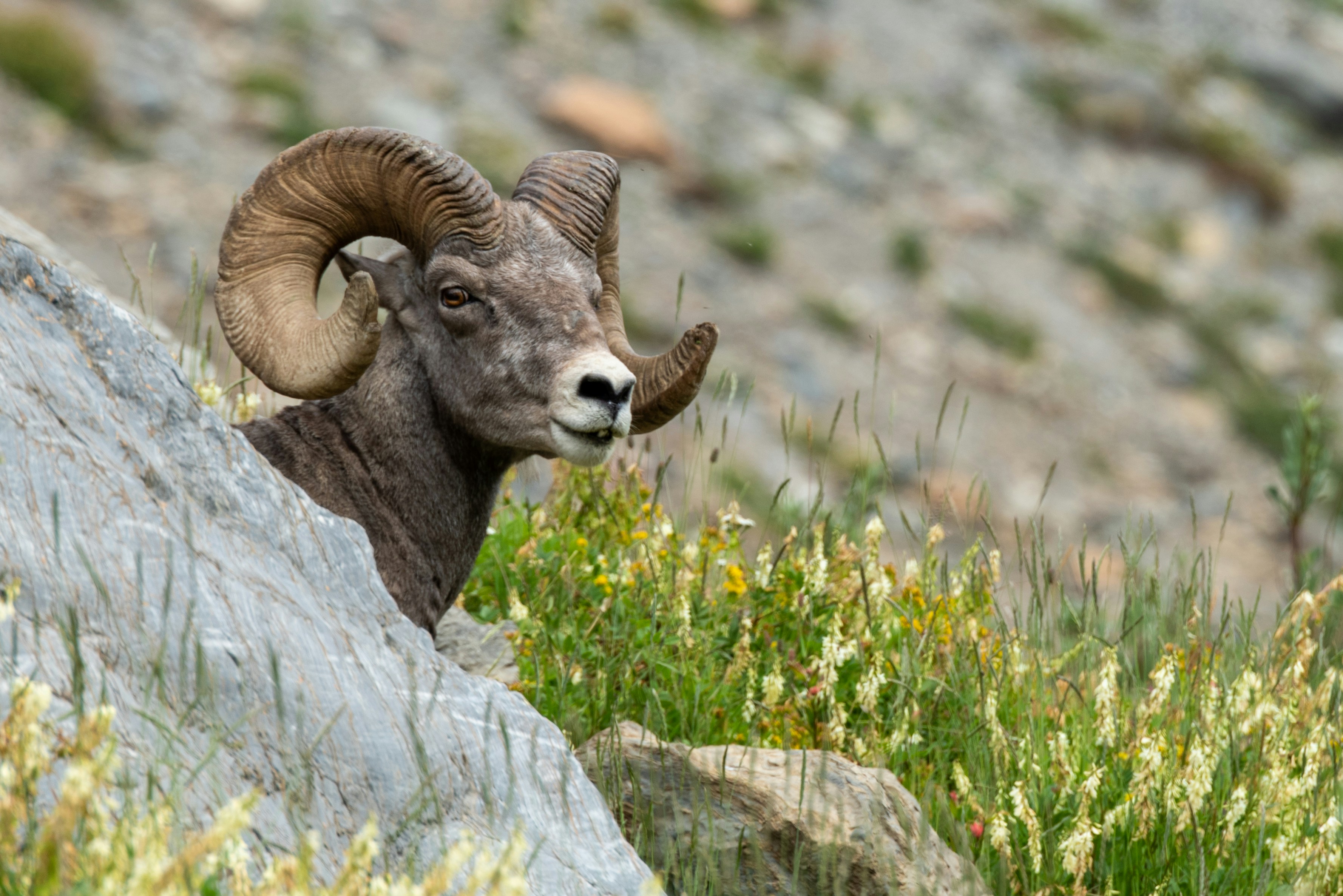 Un mouflon d’Amérique jette un coup d’œil derrière un rocher.