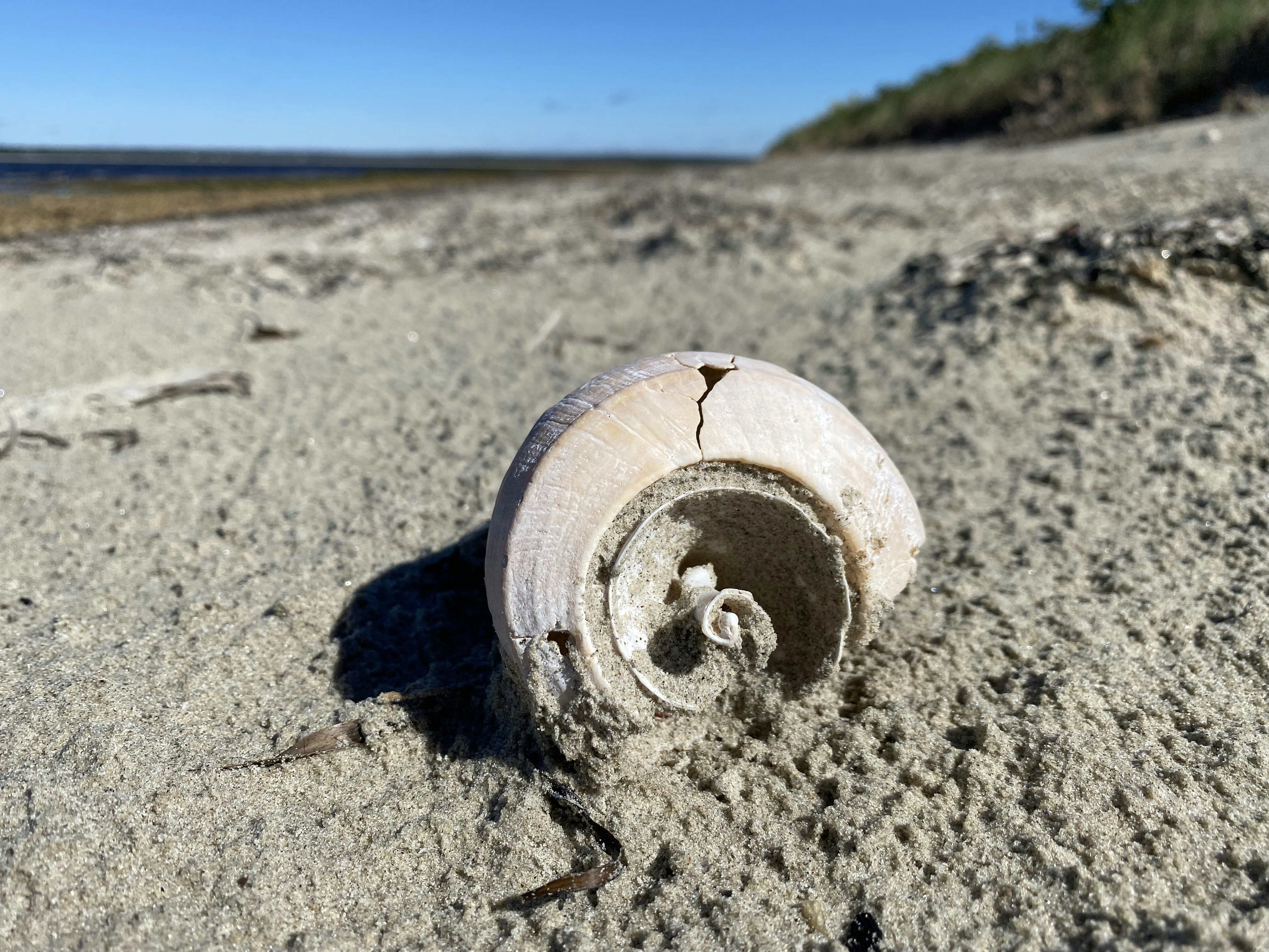 A seashell rests on the sandy beach.