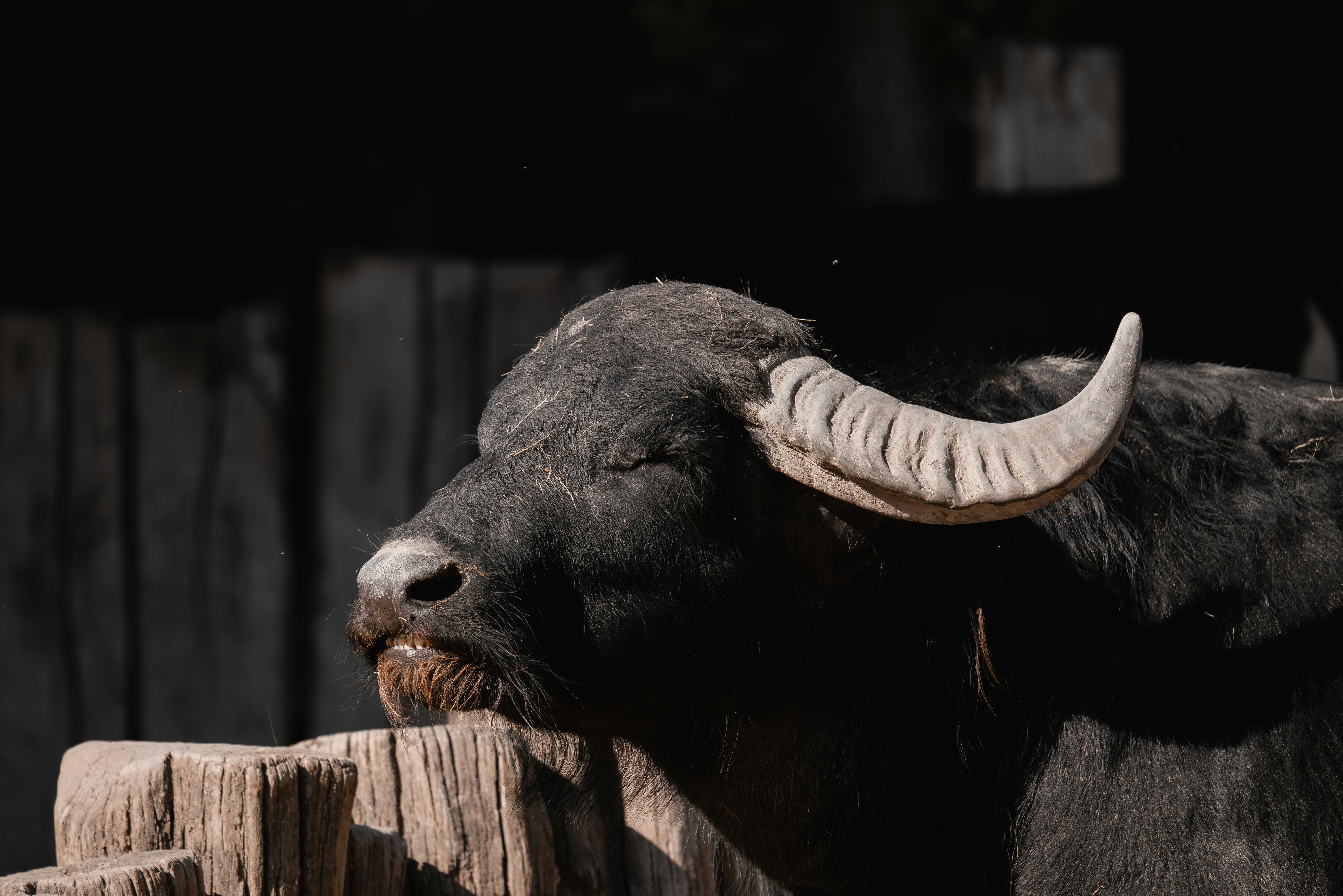 Resting Black Buffalo Close-Up