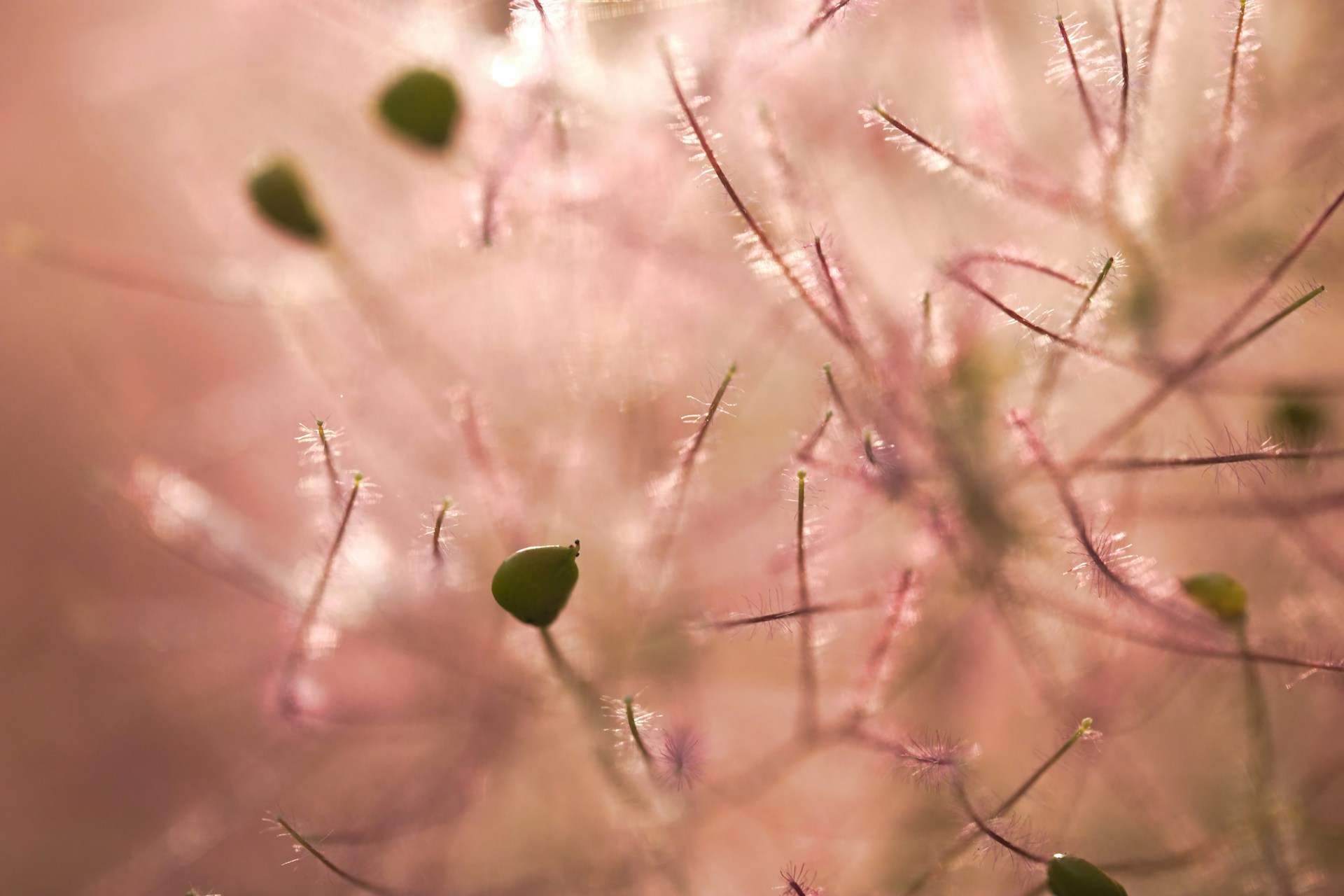 Delicate pink plant with small green buds.
