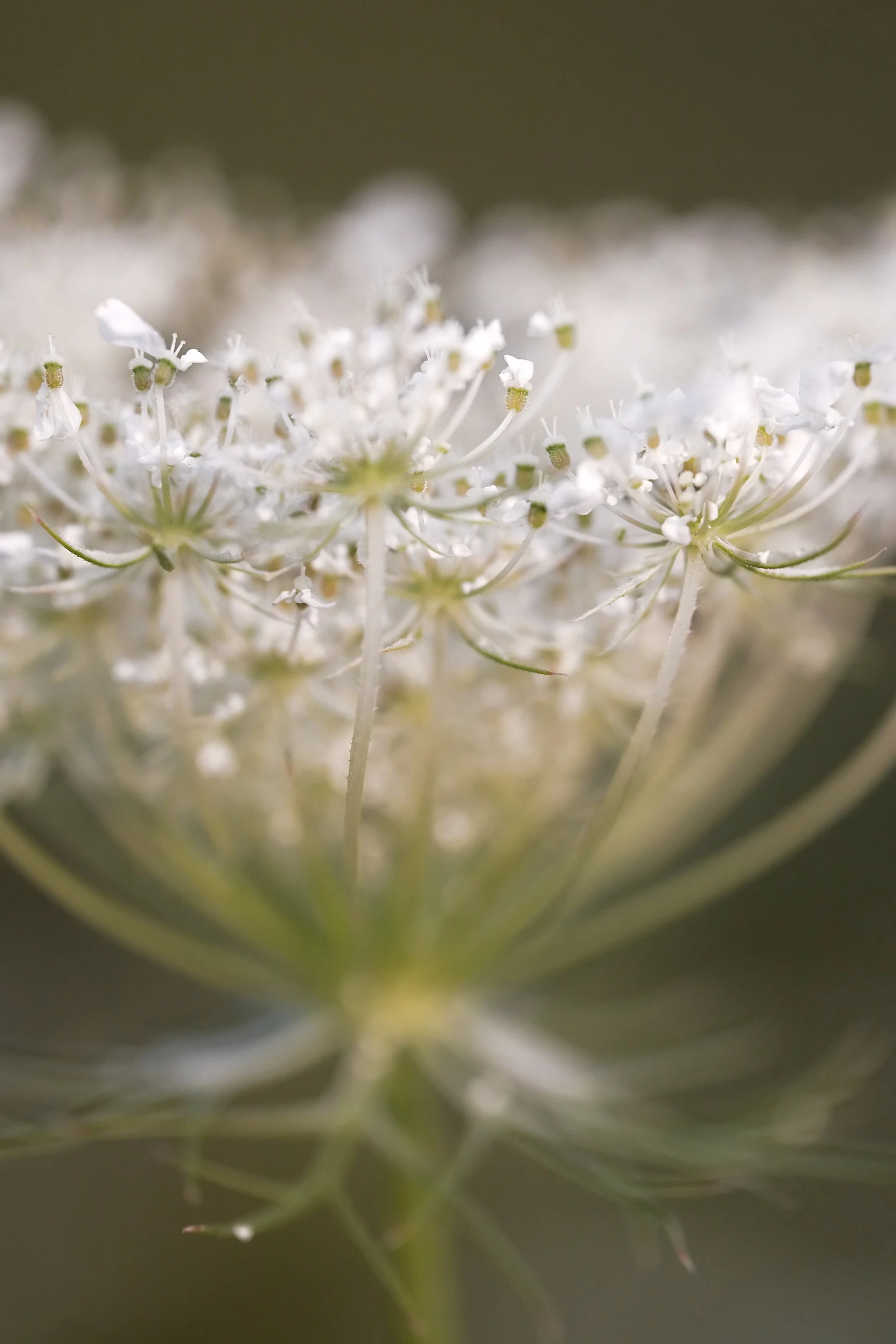 Close-up of a delicate queen anne's lace flower.