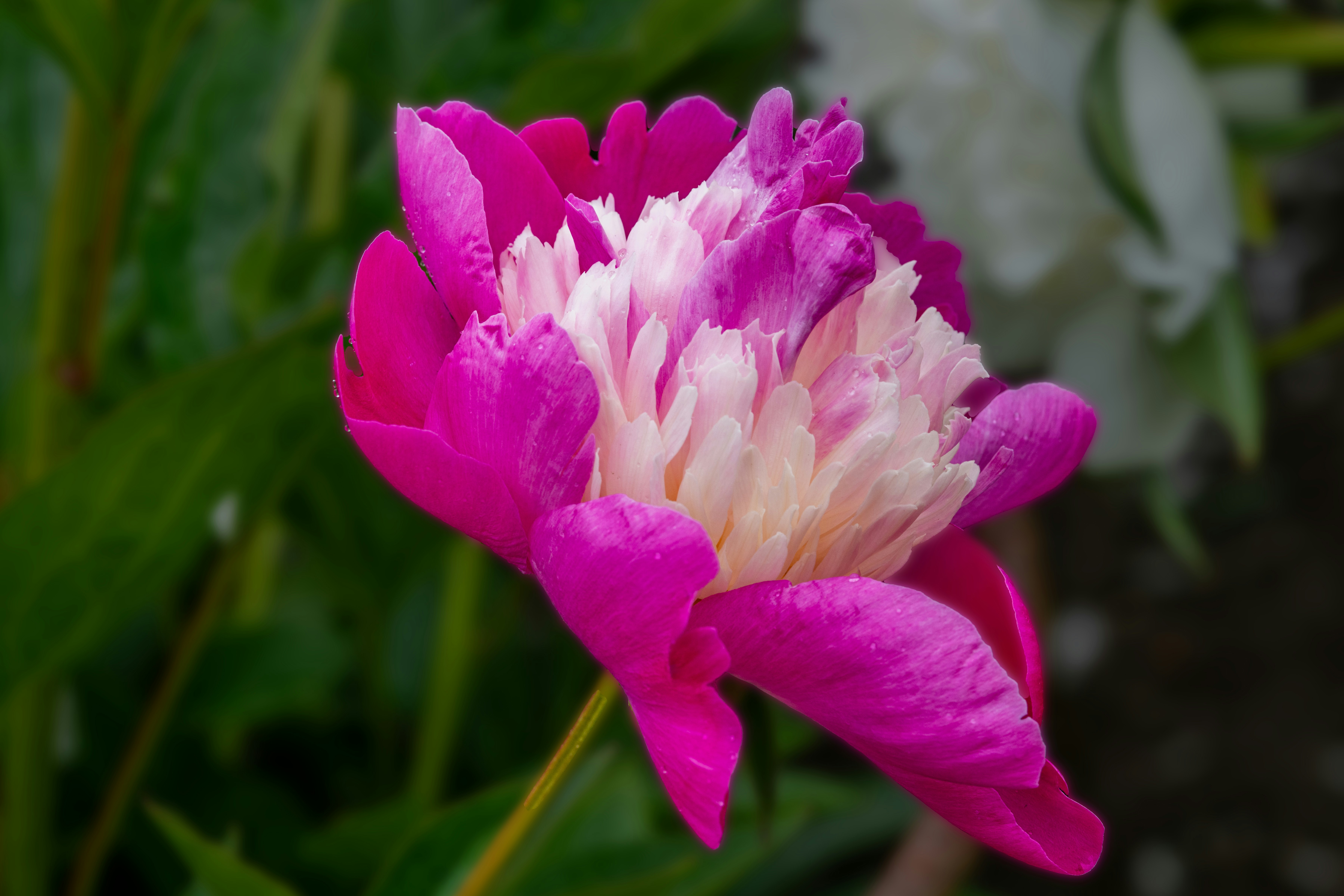 Photo by siegfriedpoepperl