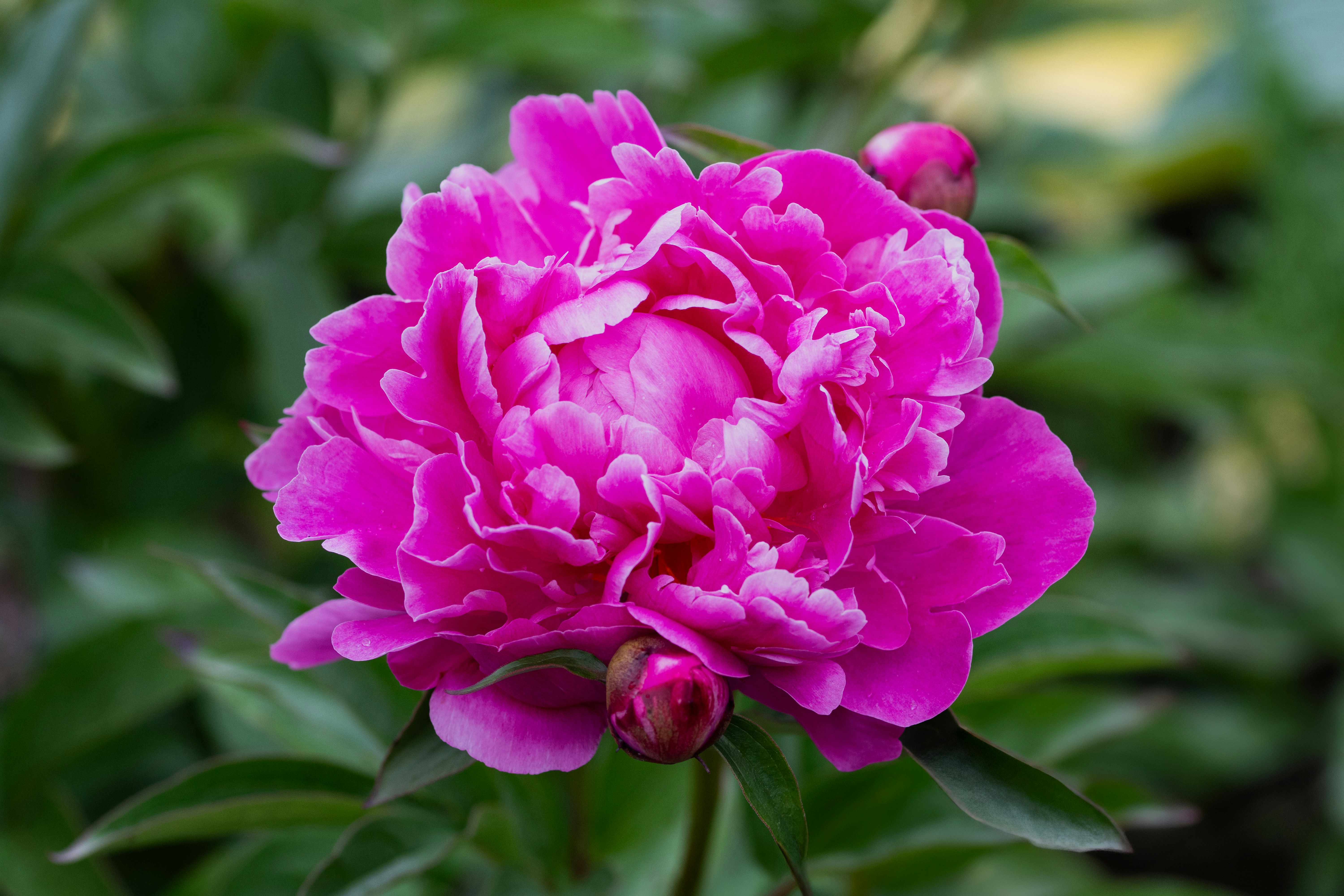 Photo by siegfriedpoepperl