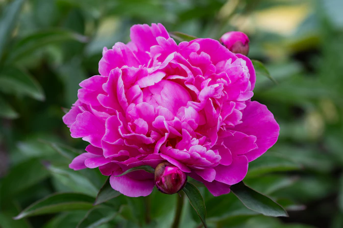 A richly layered pink peony in full bloom