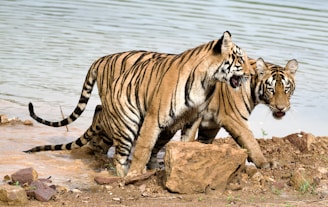 Tigers near a body of water, together.