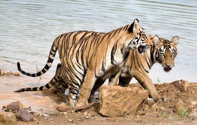 Tigers near a body of water, together.