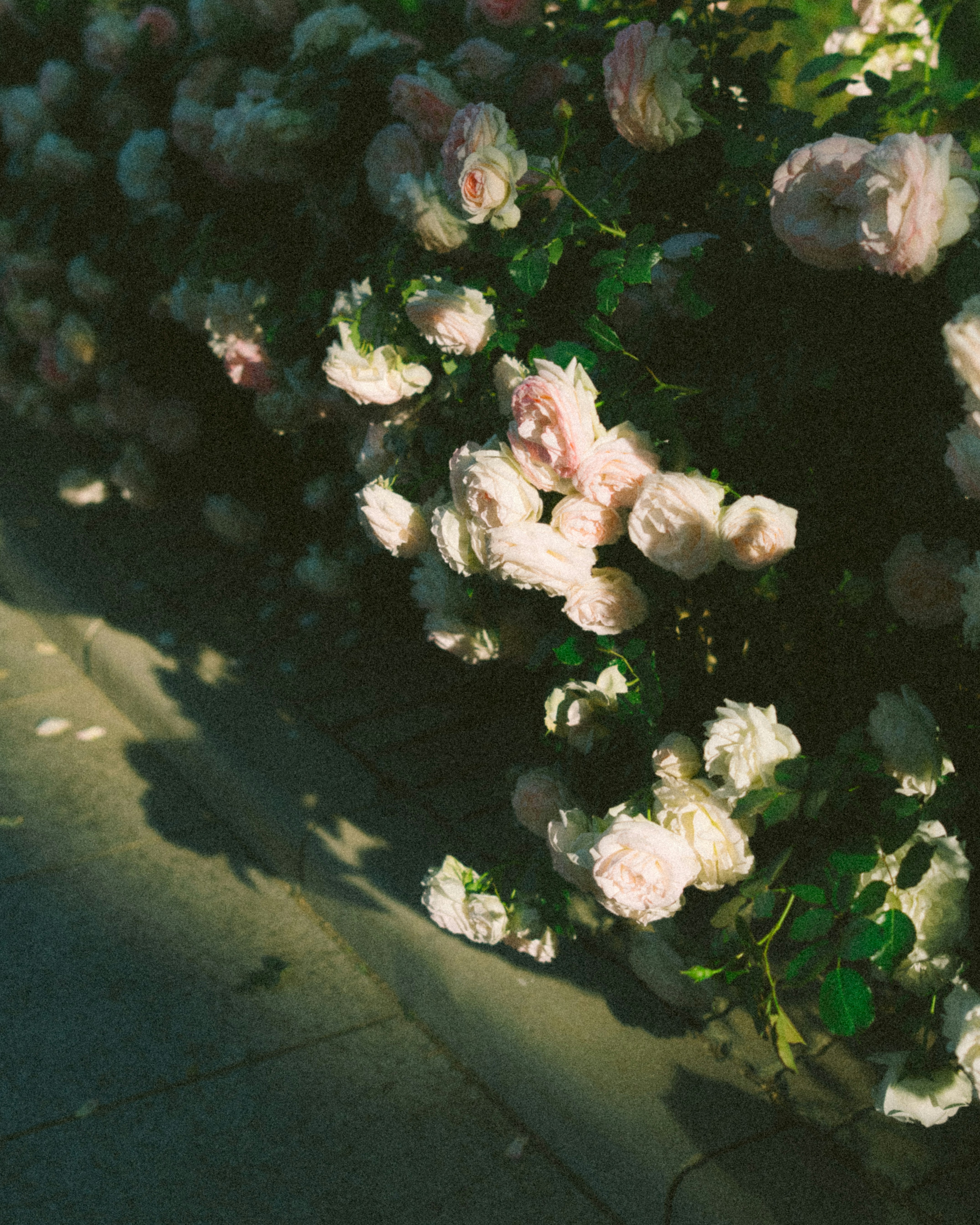 Beautiful pink roses bloom near a sidewalk. photo – Free Flower Image on  Unsplash, image size:3000x3750