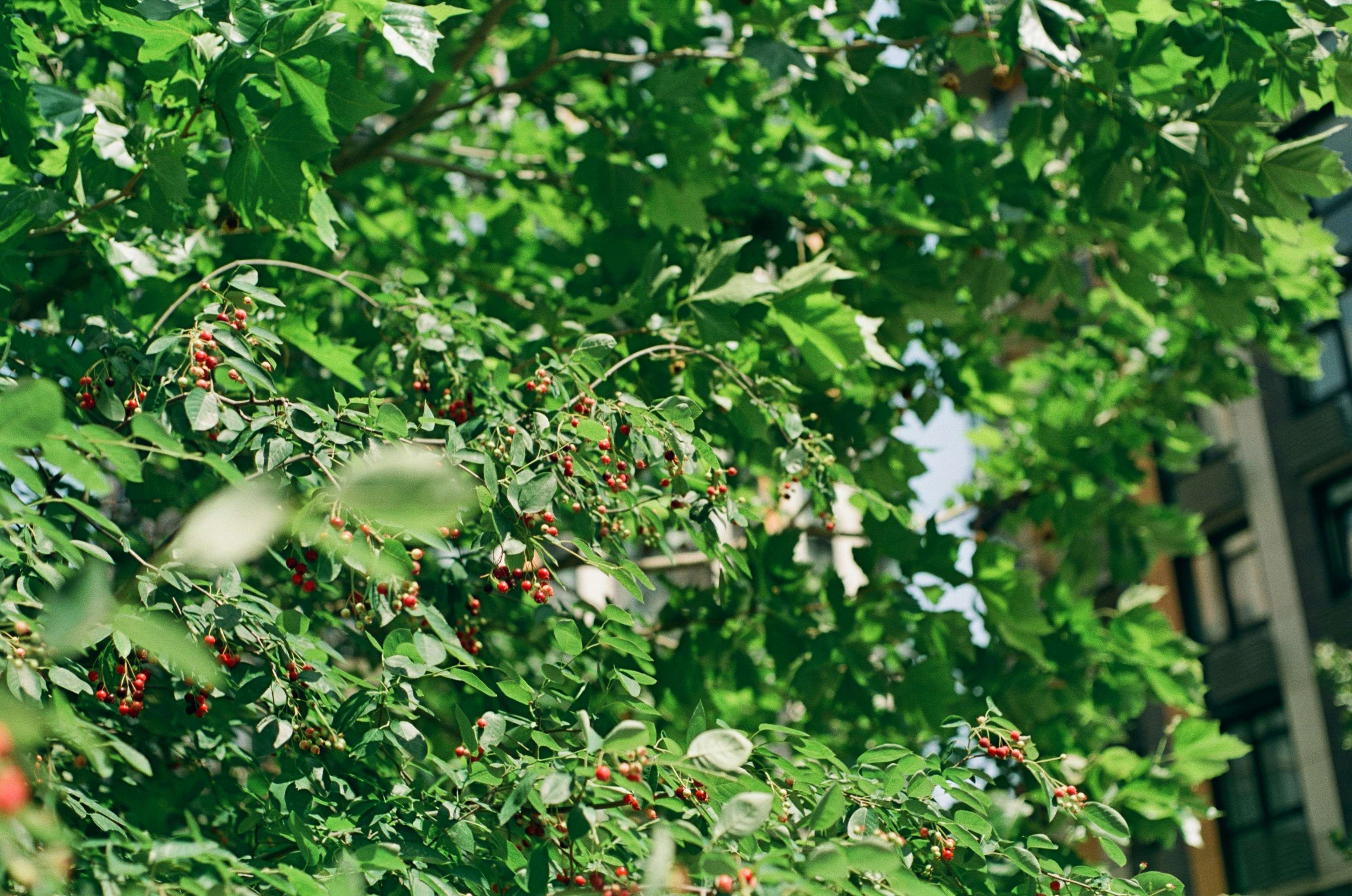 Photo by nikkoz_design