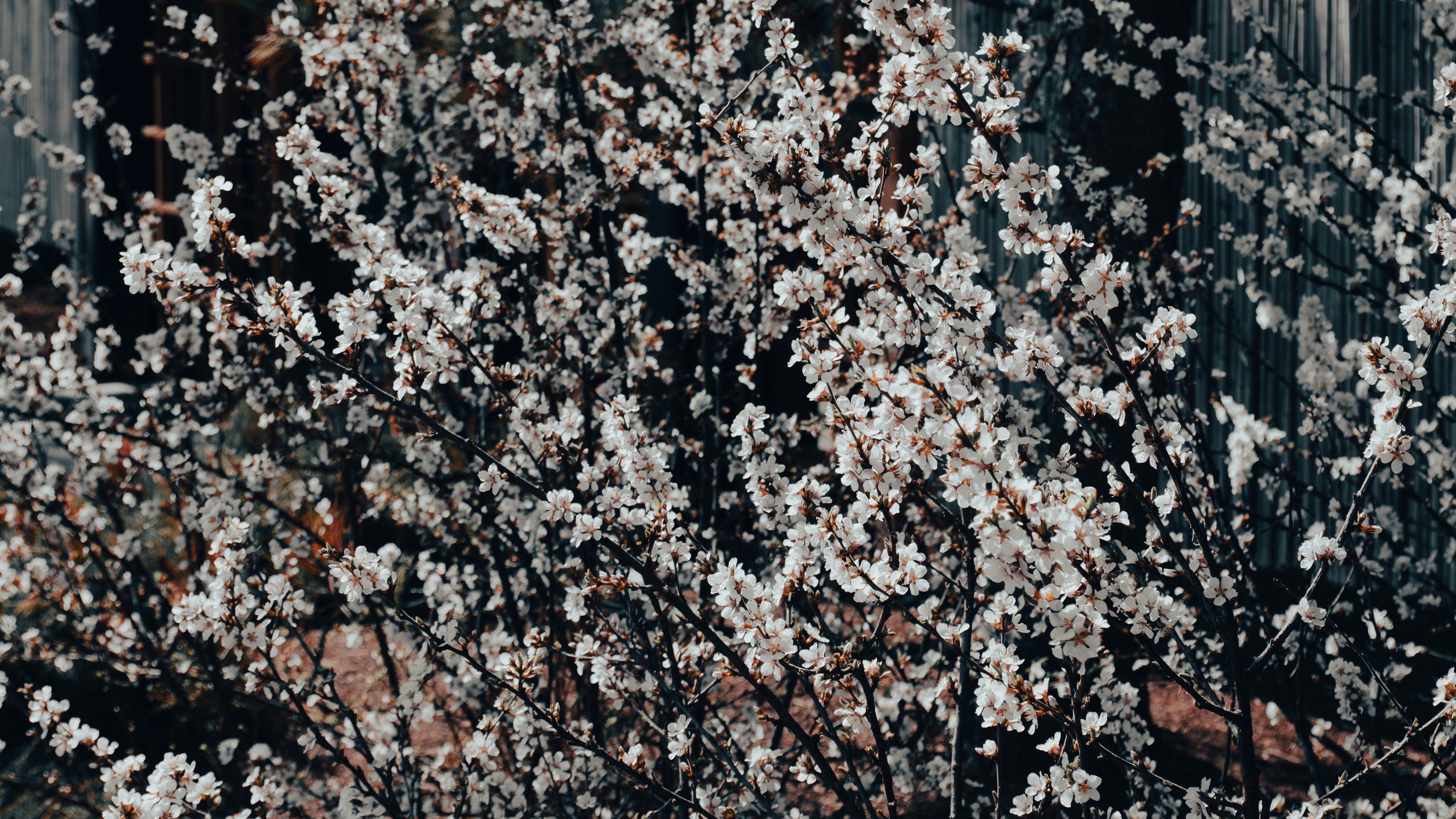A close-up of cherry blossoms in full bloom, with delicate white petals contrasted against a dark background, evoking the beauty of spring.
