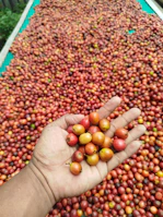 Hand holding ripe coffee cherries with drying beans