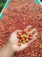 Hand holding ripe coffee cherries with drying beans