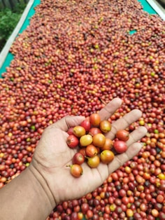 Hand holding ripe coffee cherries with drying beans
