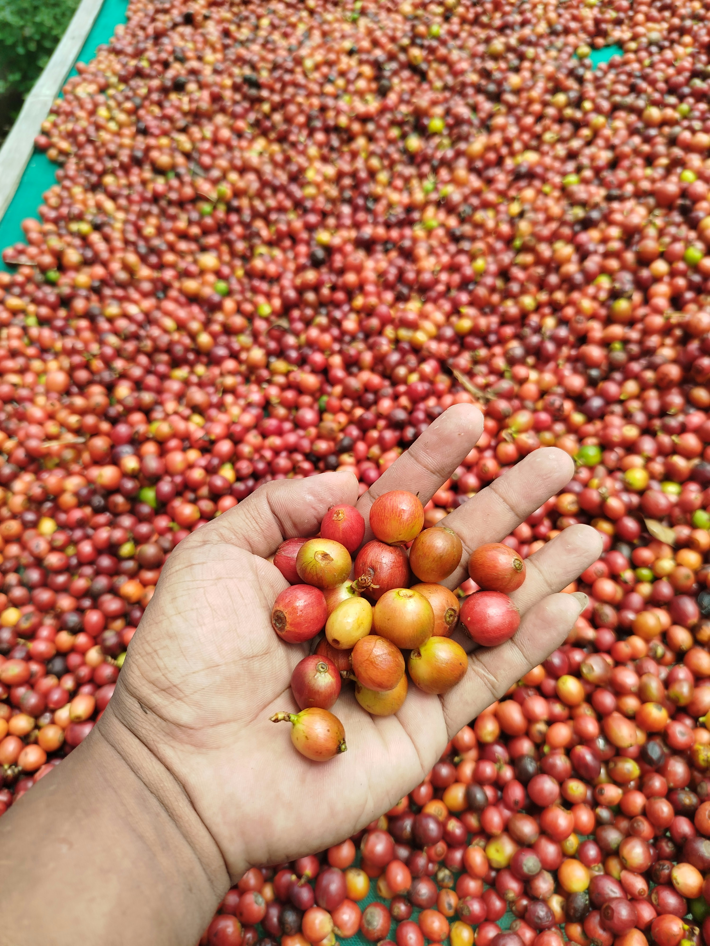 Photo by roedyrustam