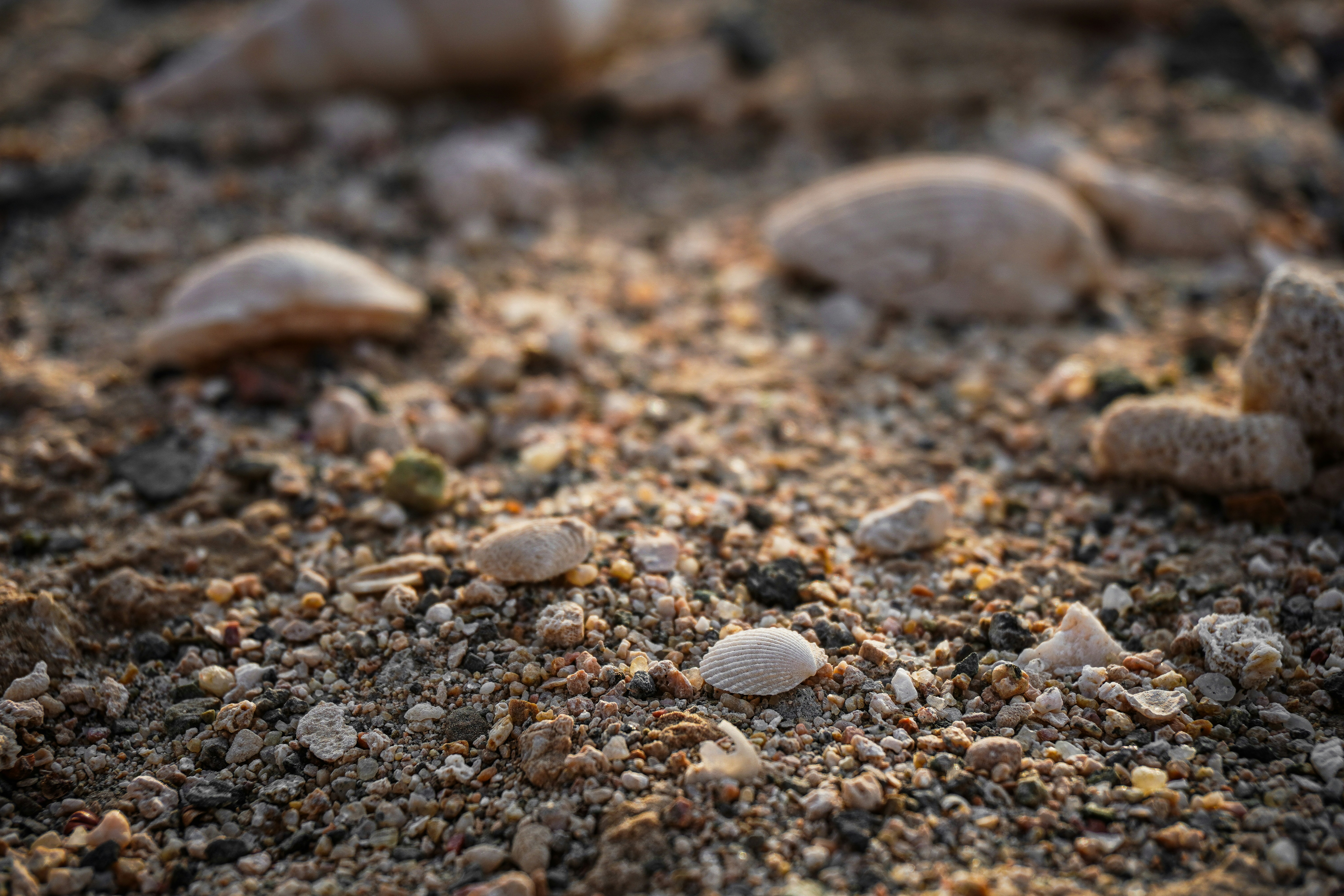 Photo by saadek_sakib