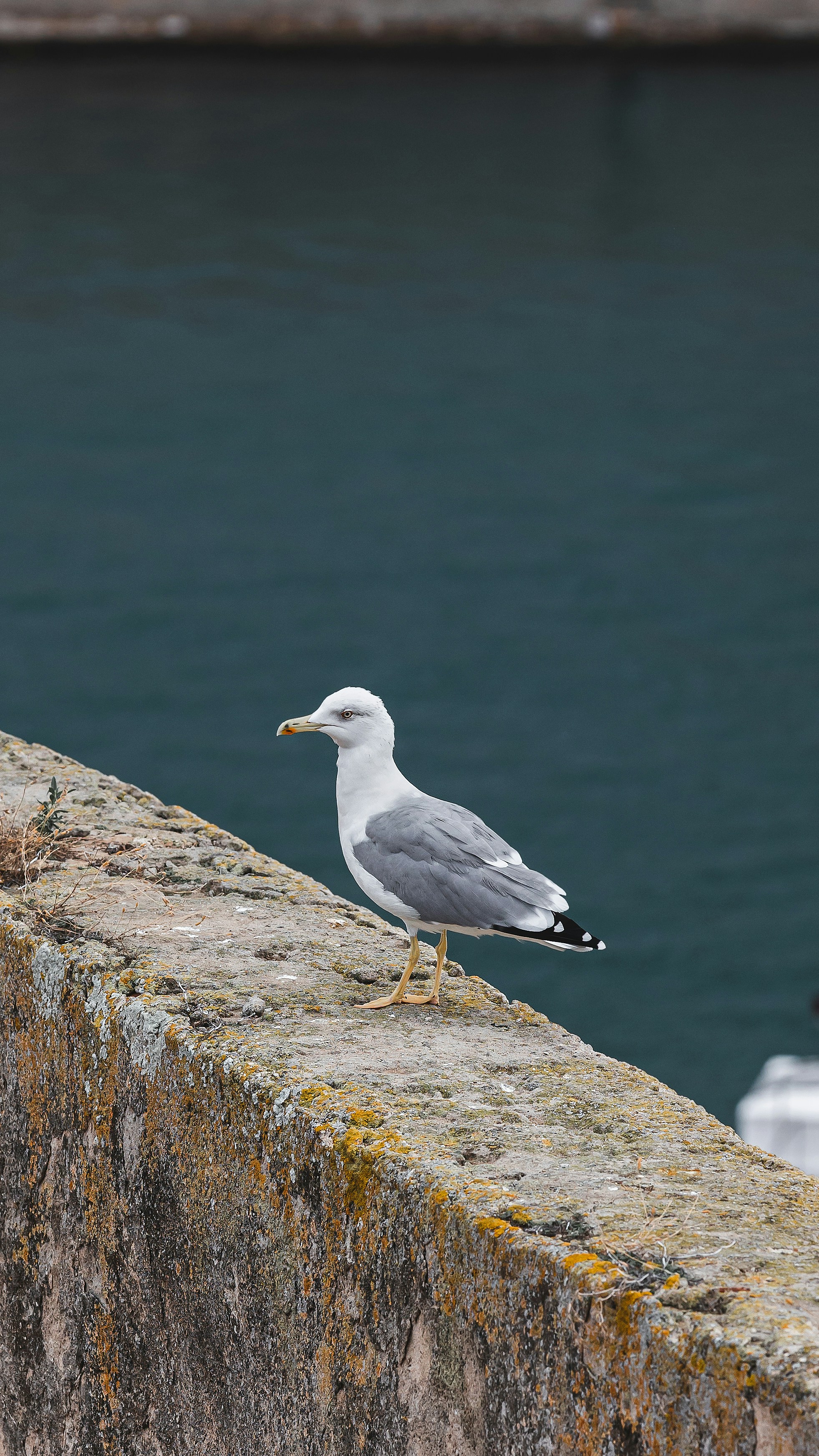 Photo by lastmanpaul