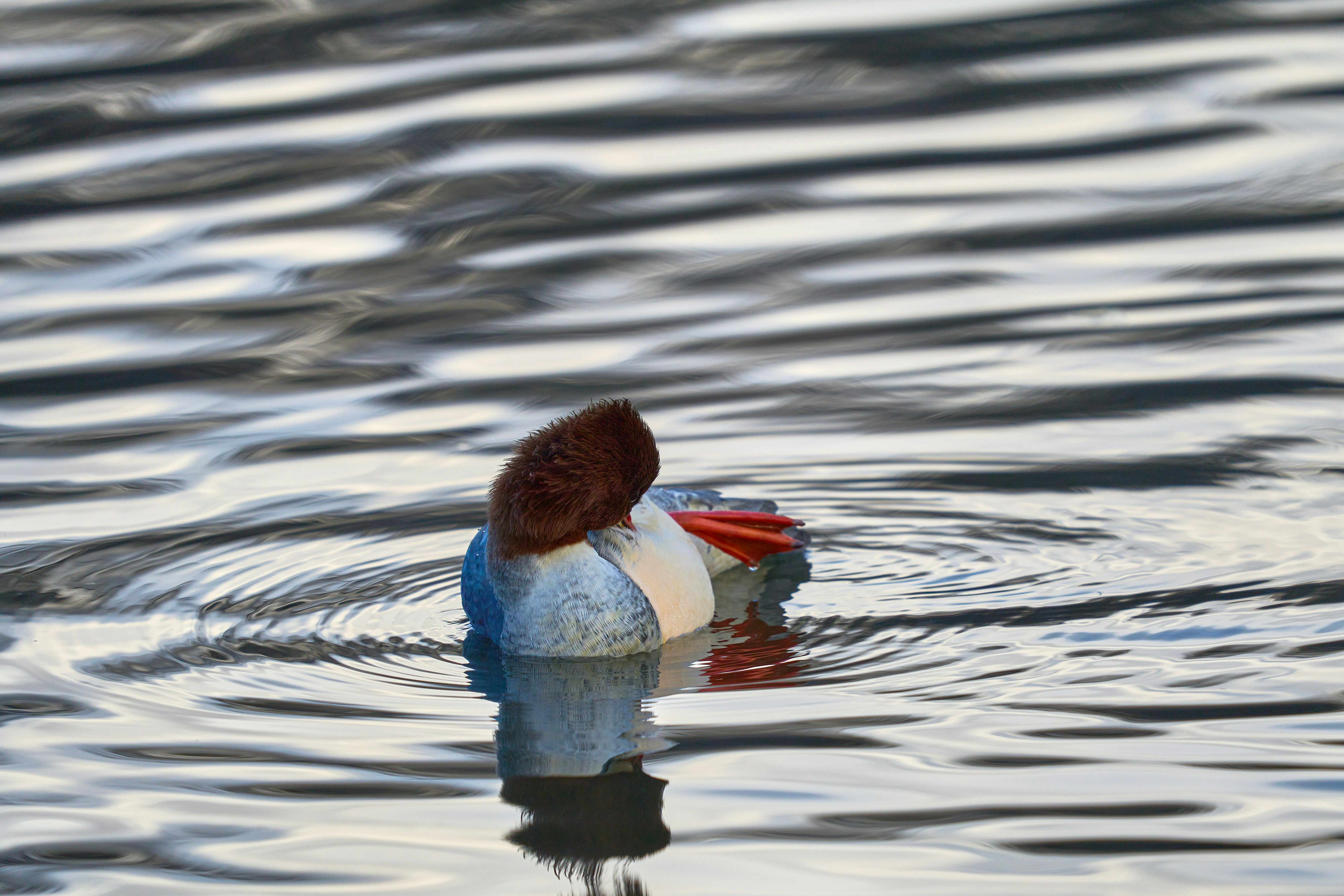 Photo by wolfgang_hasselmann