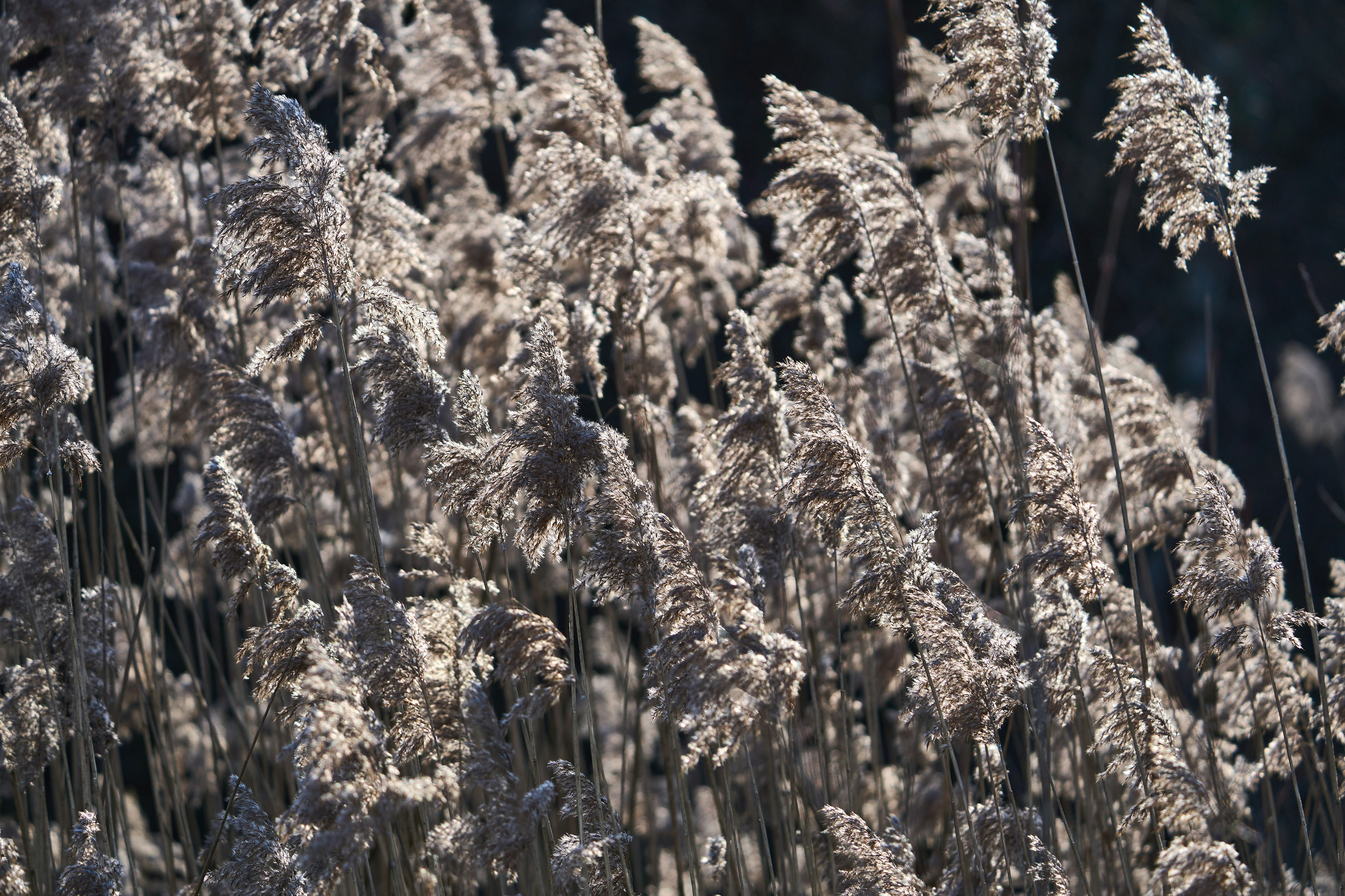 Photo by wolfgang_hasselmann