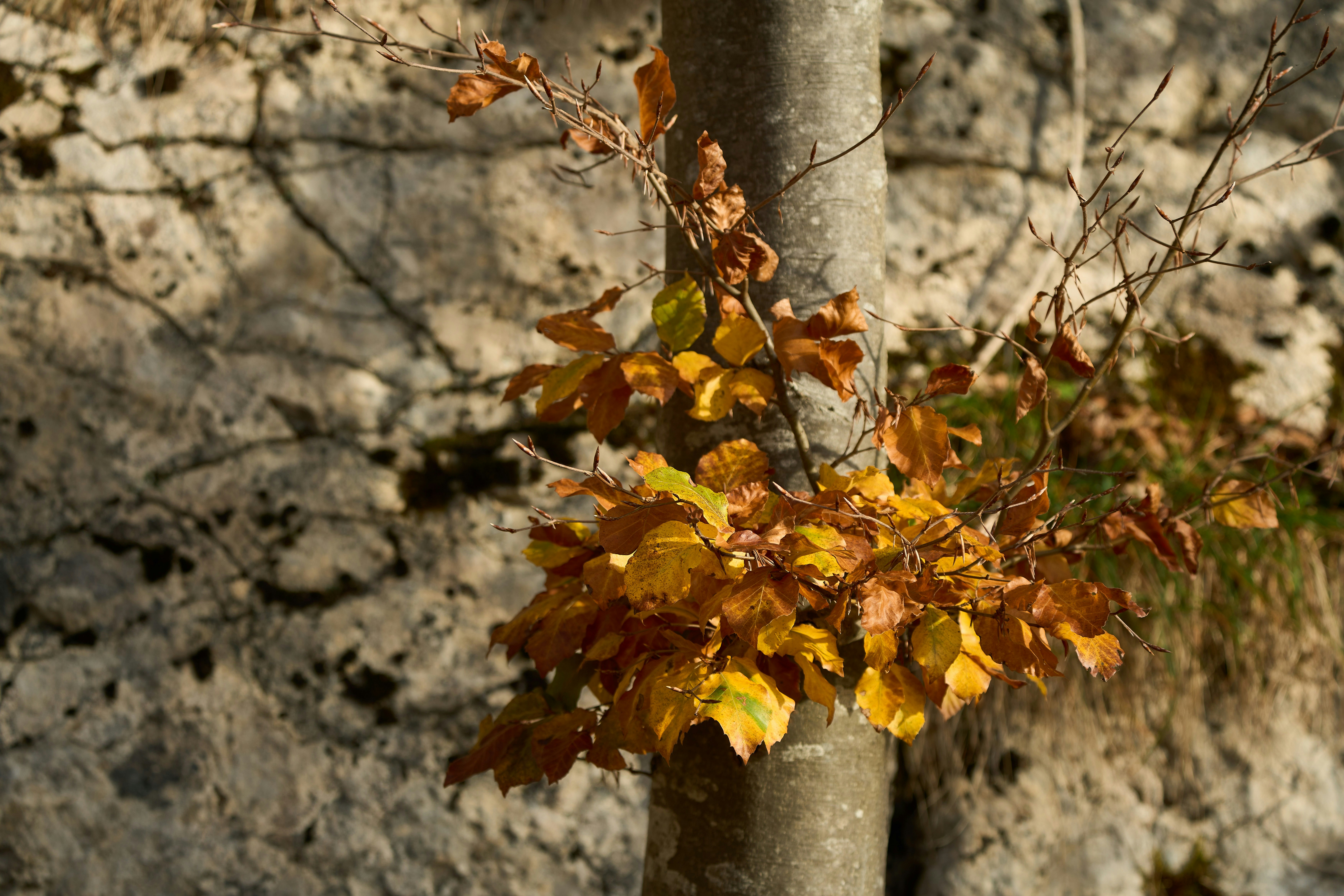 Photo by wolfgang_hasselmann