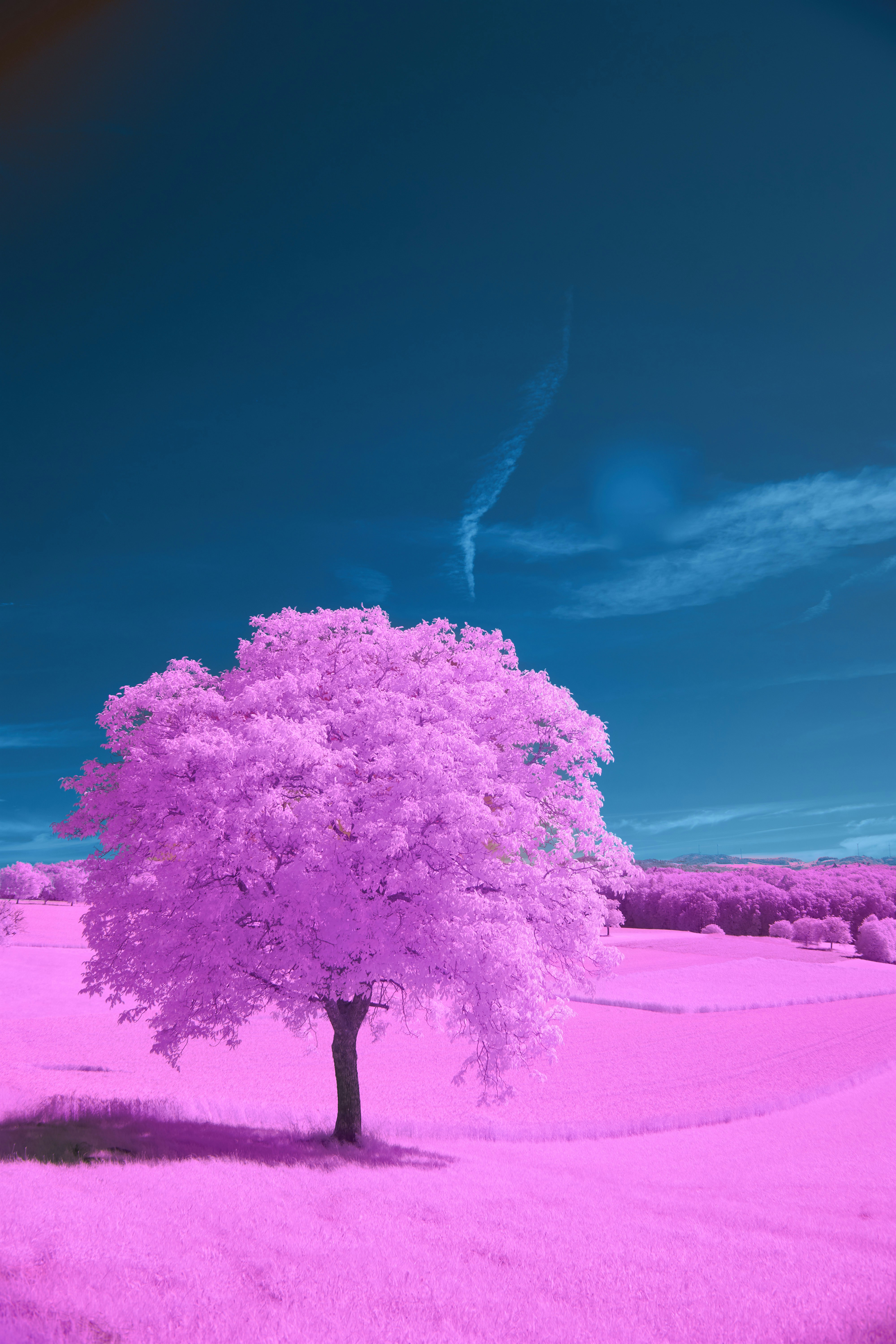 A lone tree with pink foliage under a blue sky