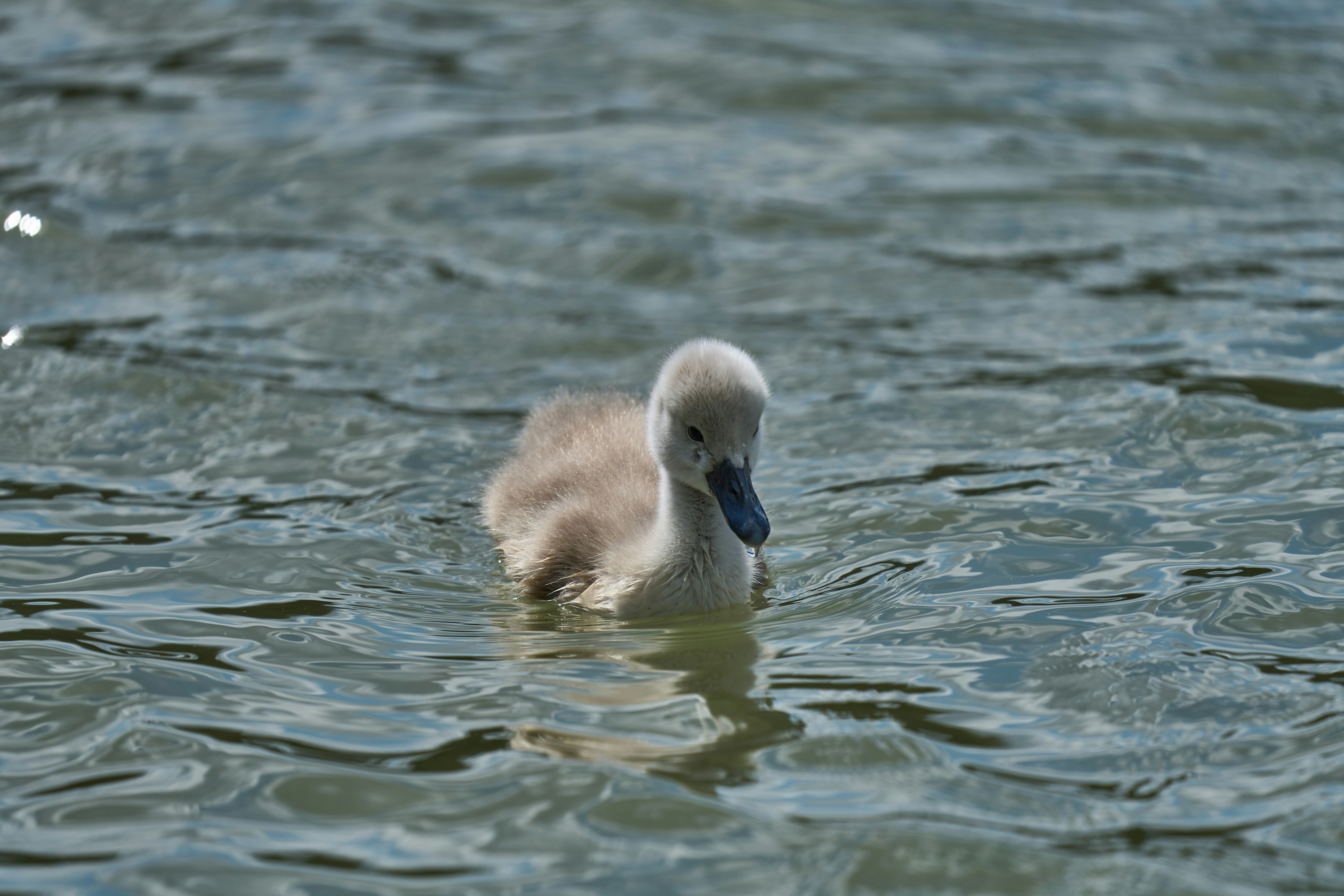 Photo by wolfgang_hasselmann