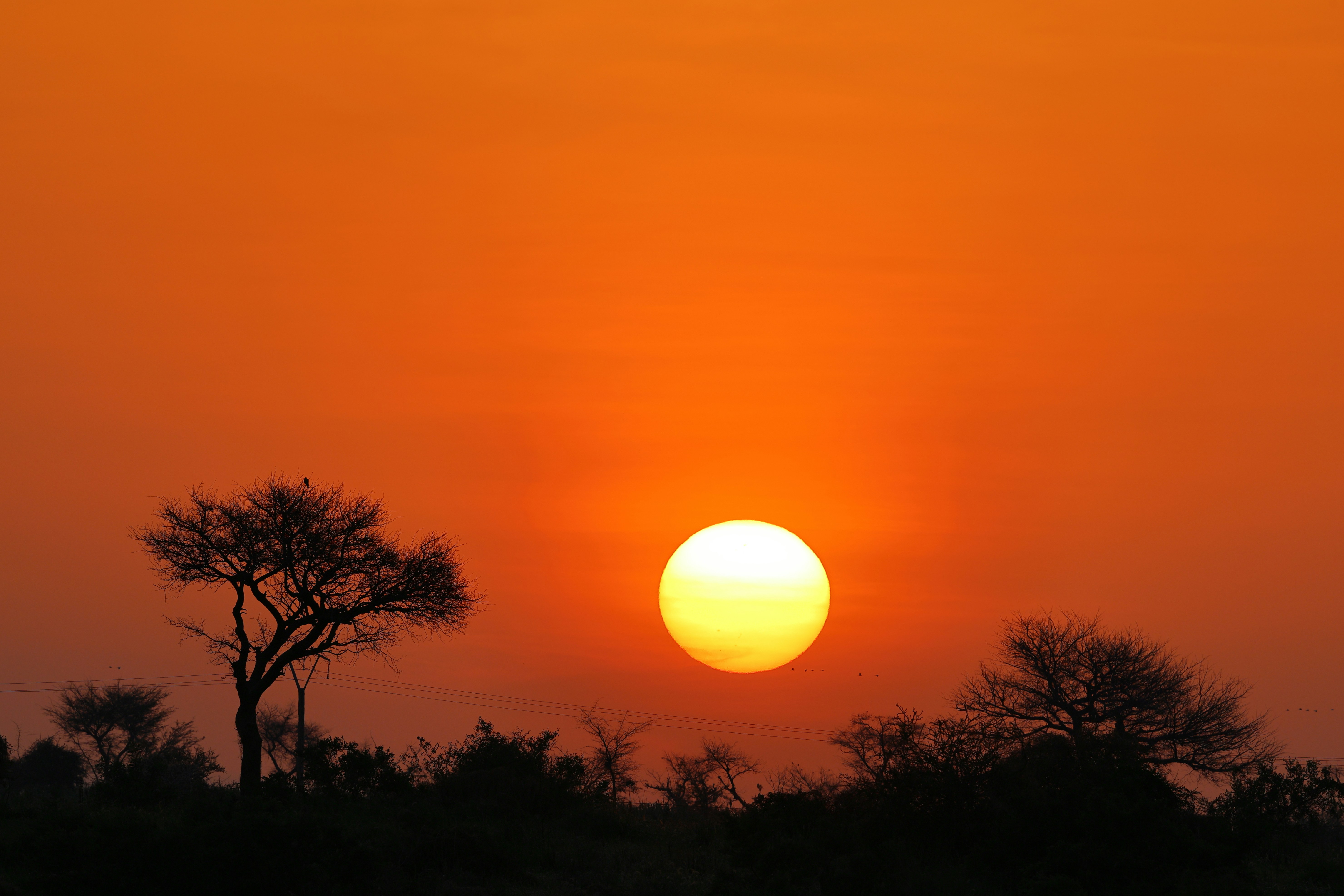 Bright sun setting over silhouetted trees