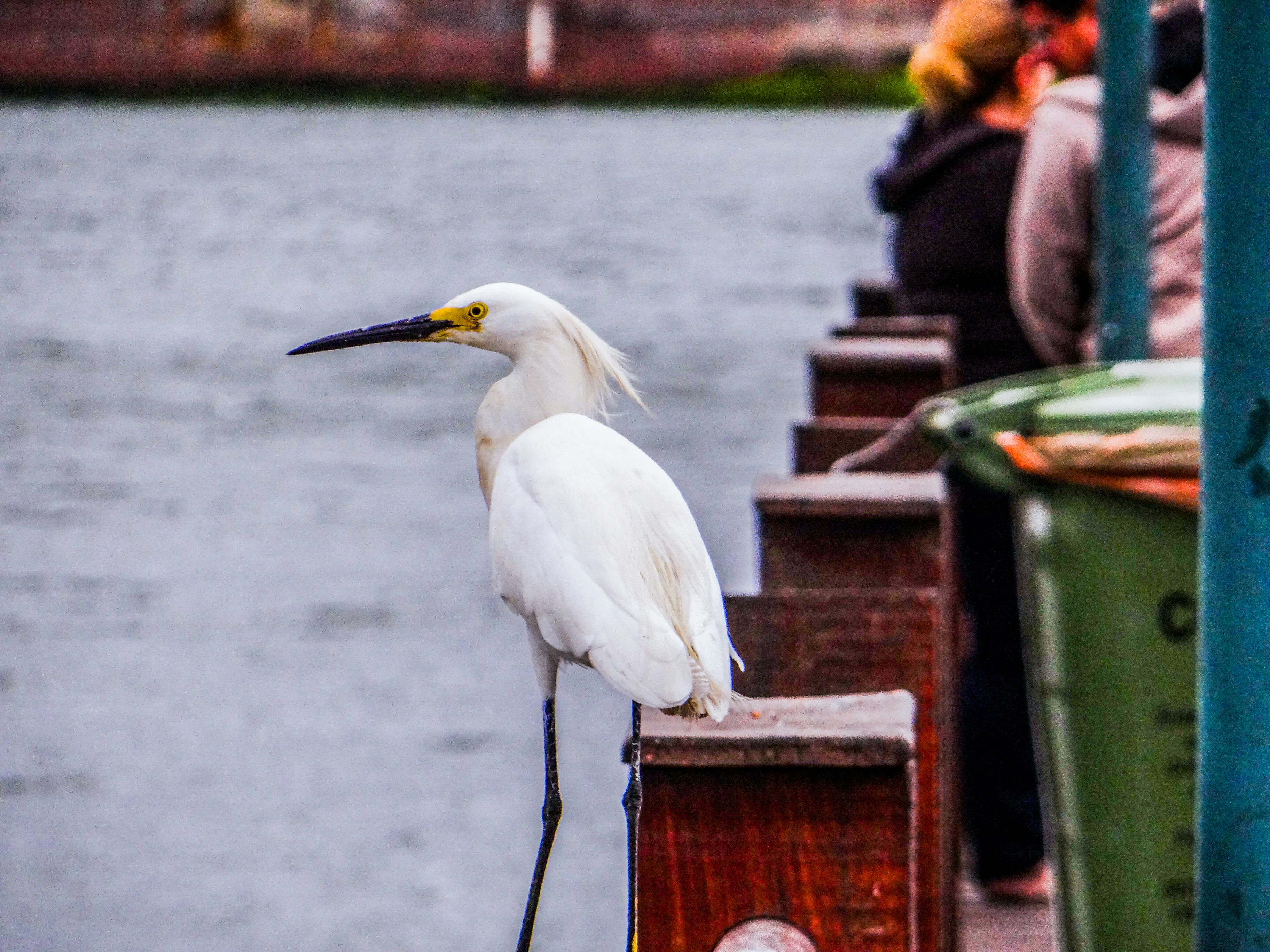 A white egret stands on a wooden railing near water.