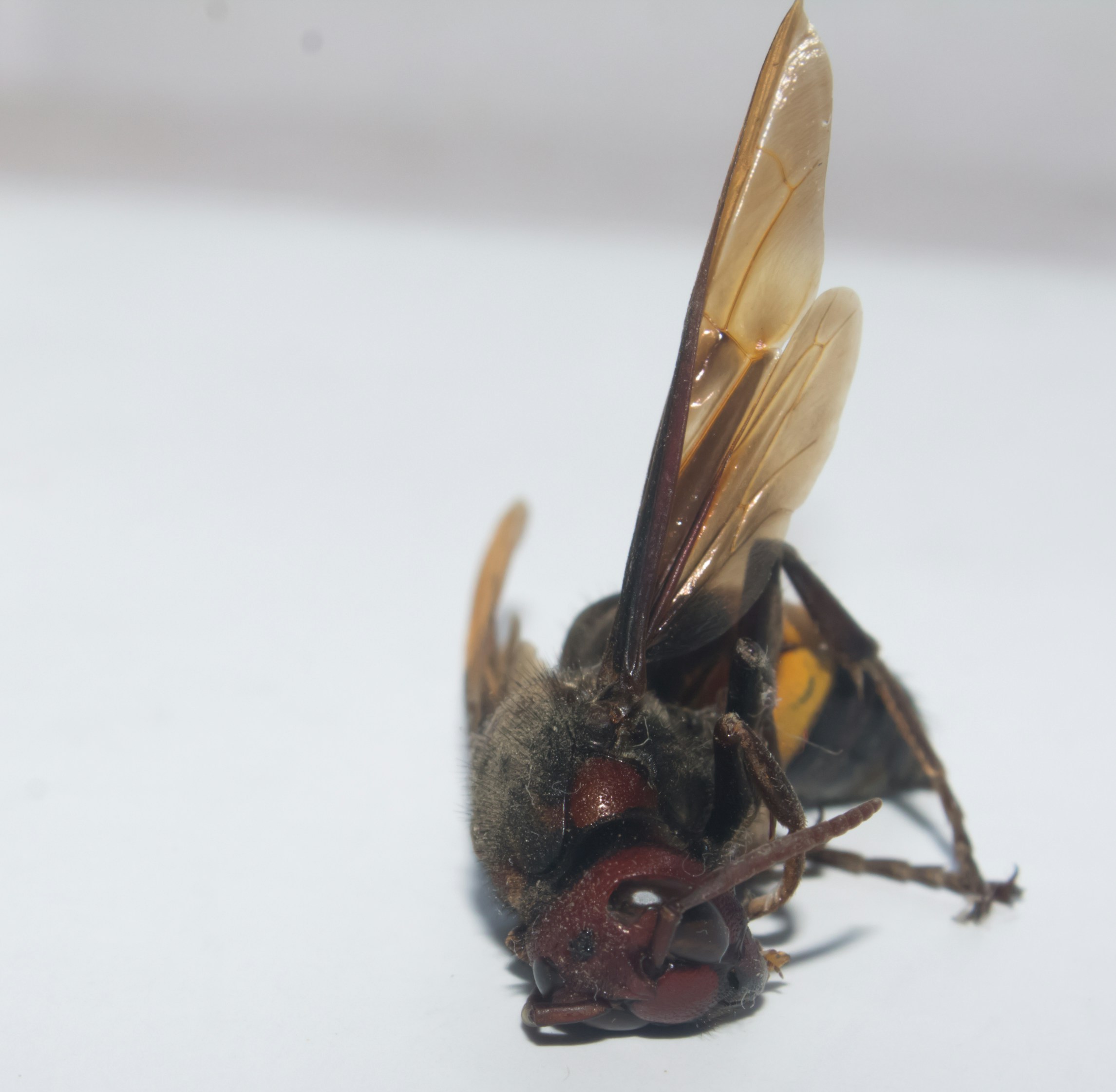 A dead hornet with wings outstretched on white background