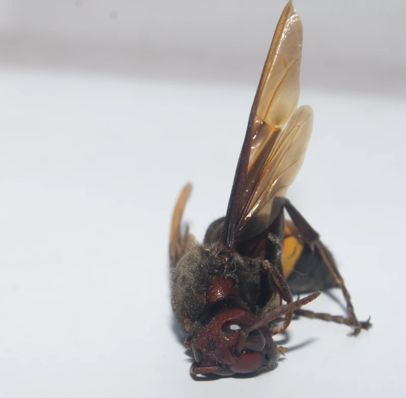 Asian Giant Hornet (Vespa mandarinia)