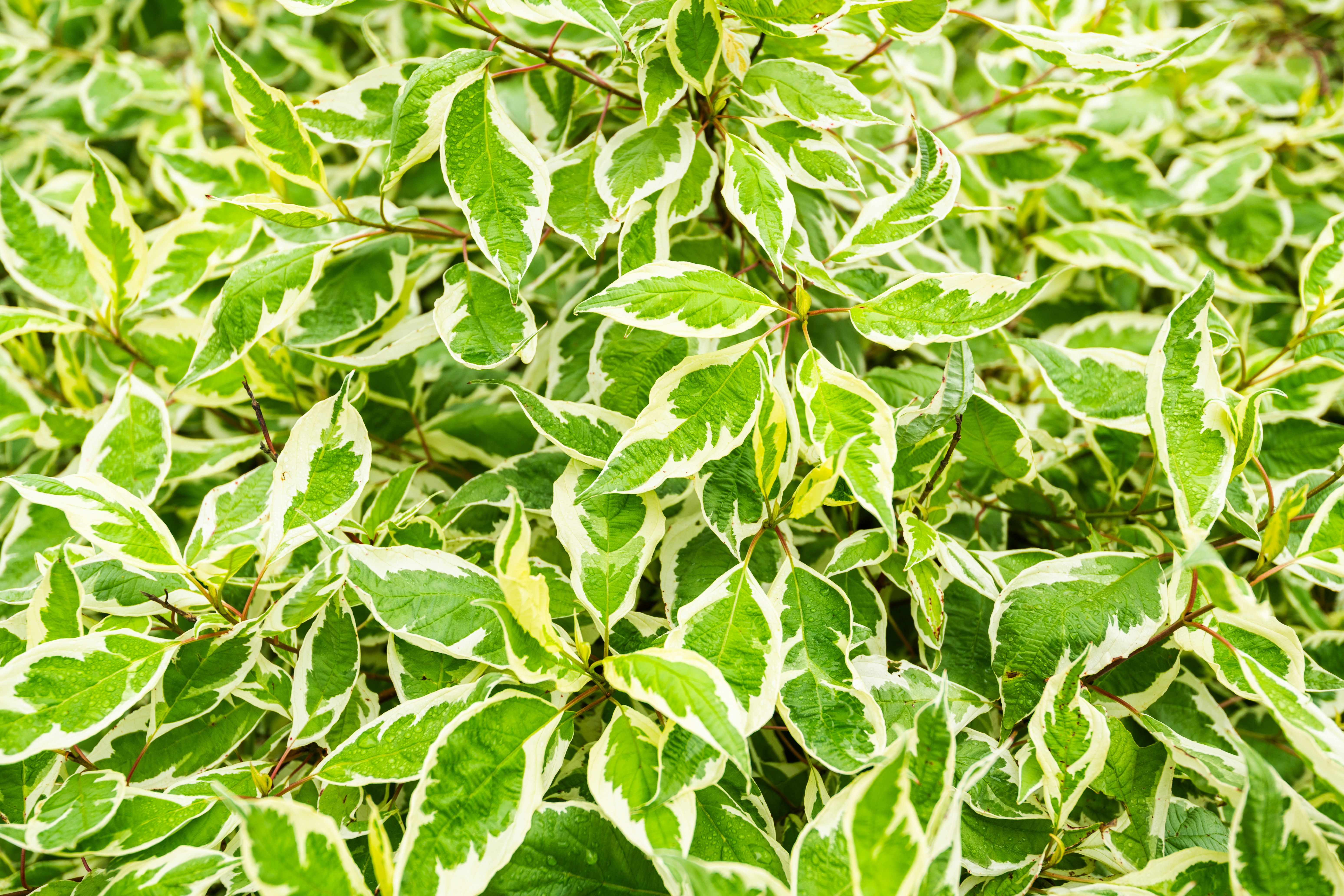 Photo by mattmoloney