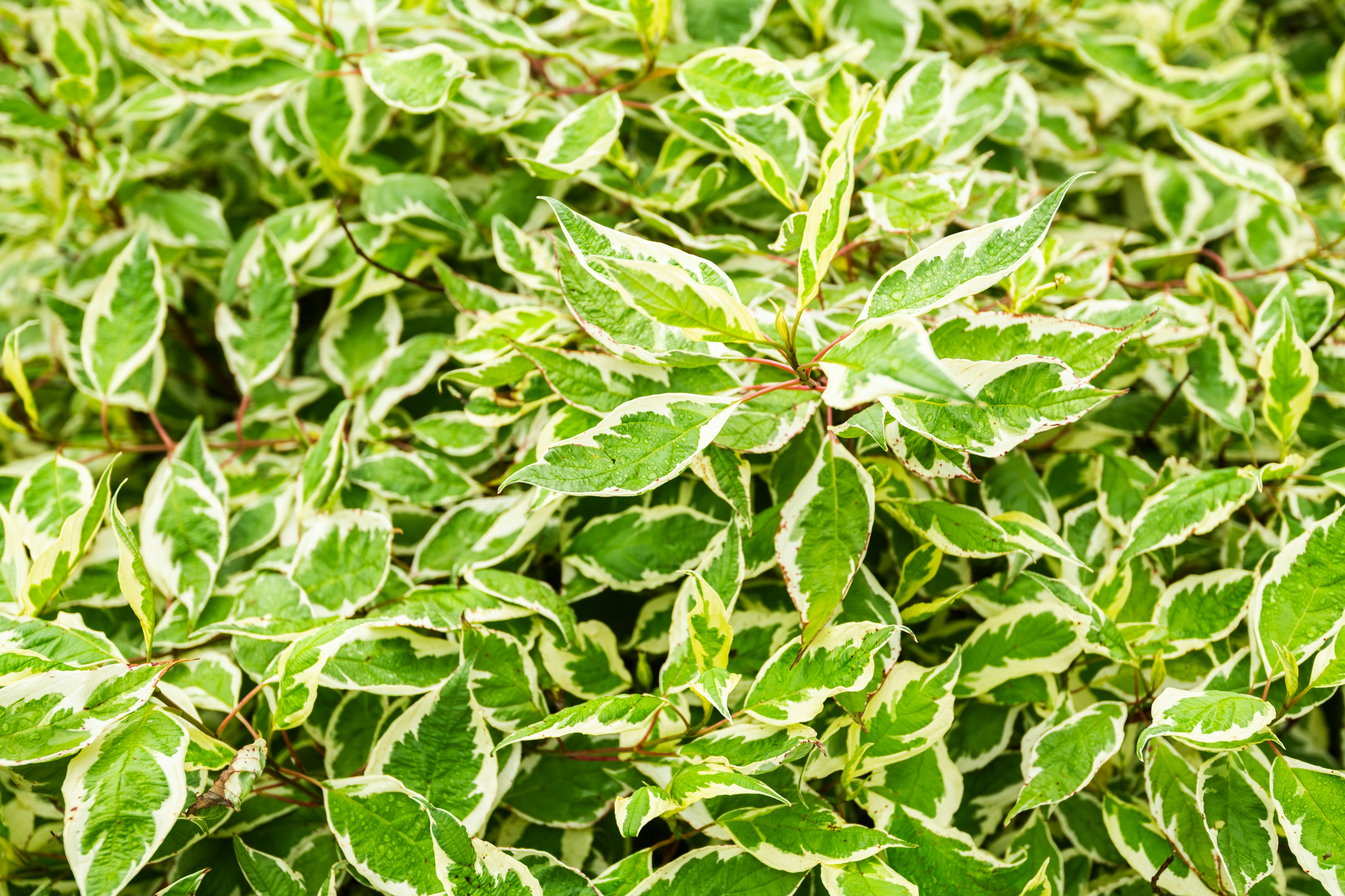 Photo by mattmoloney