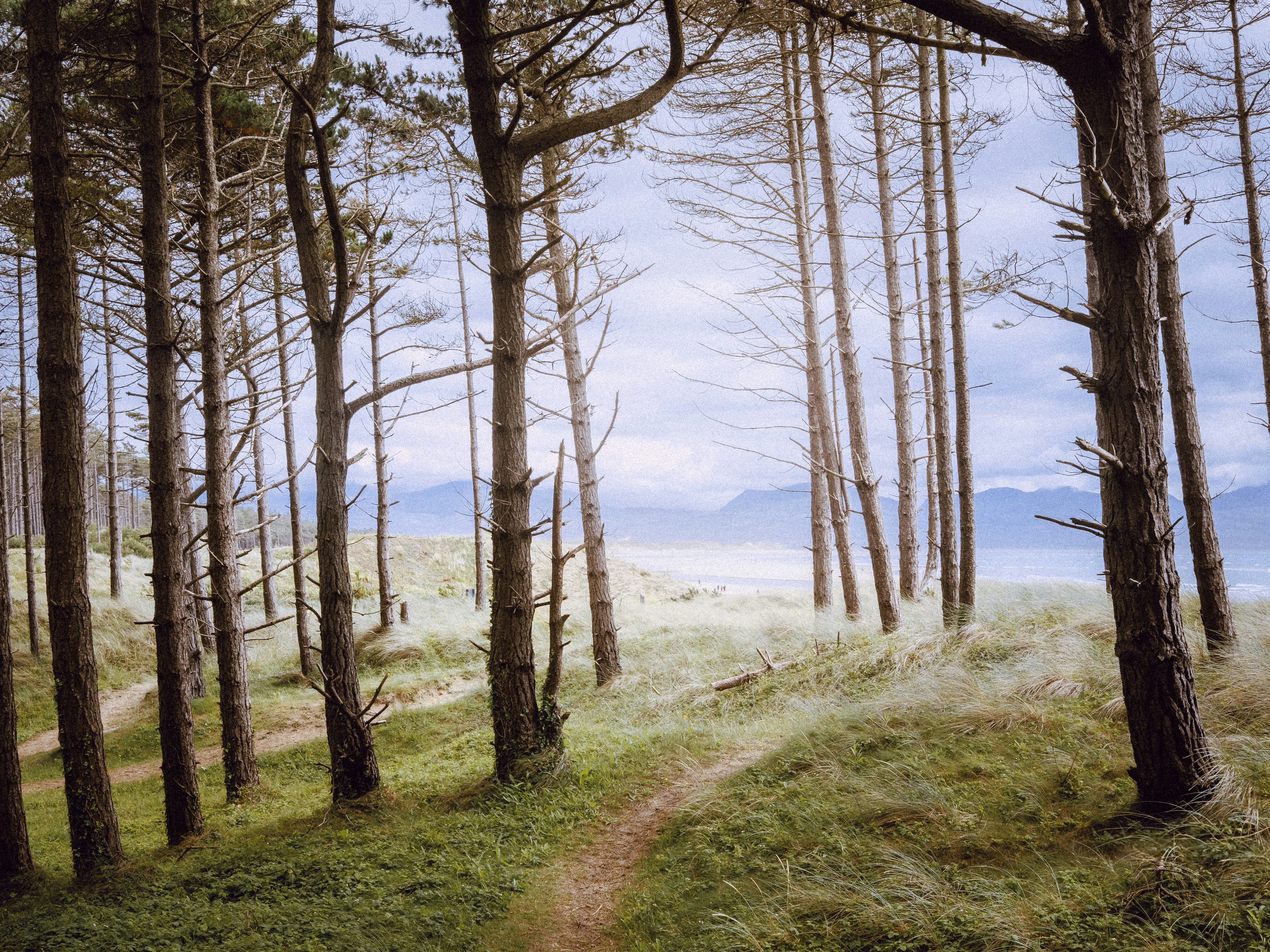 A winding path through a pine forest leading to the ocean.